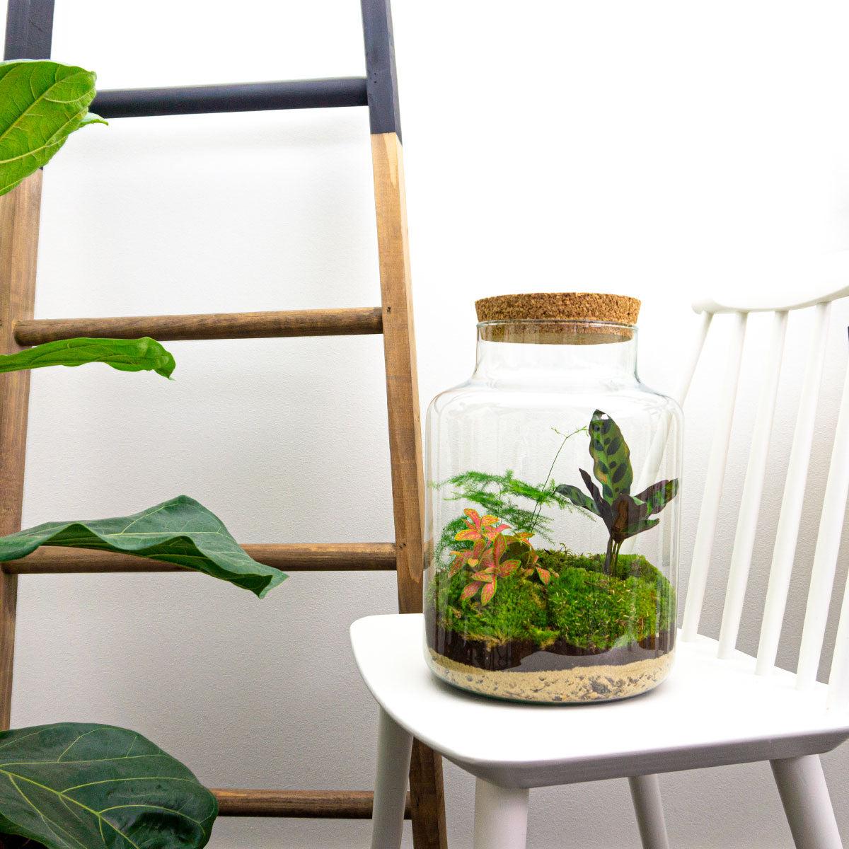 Urbanjngl DIY terrarium - Milky - ↕ 30 cm - Normal (8719326972428)