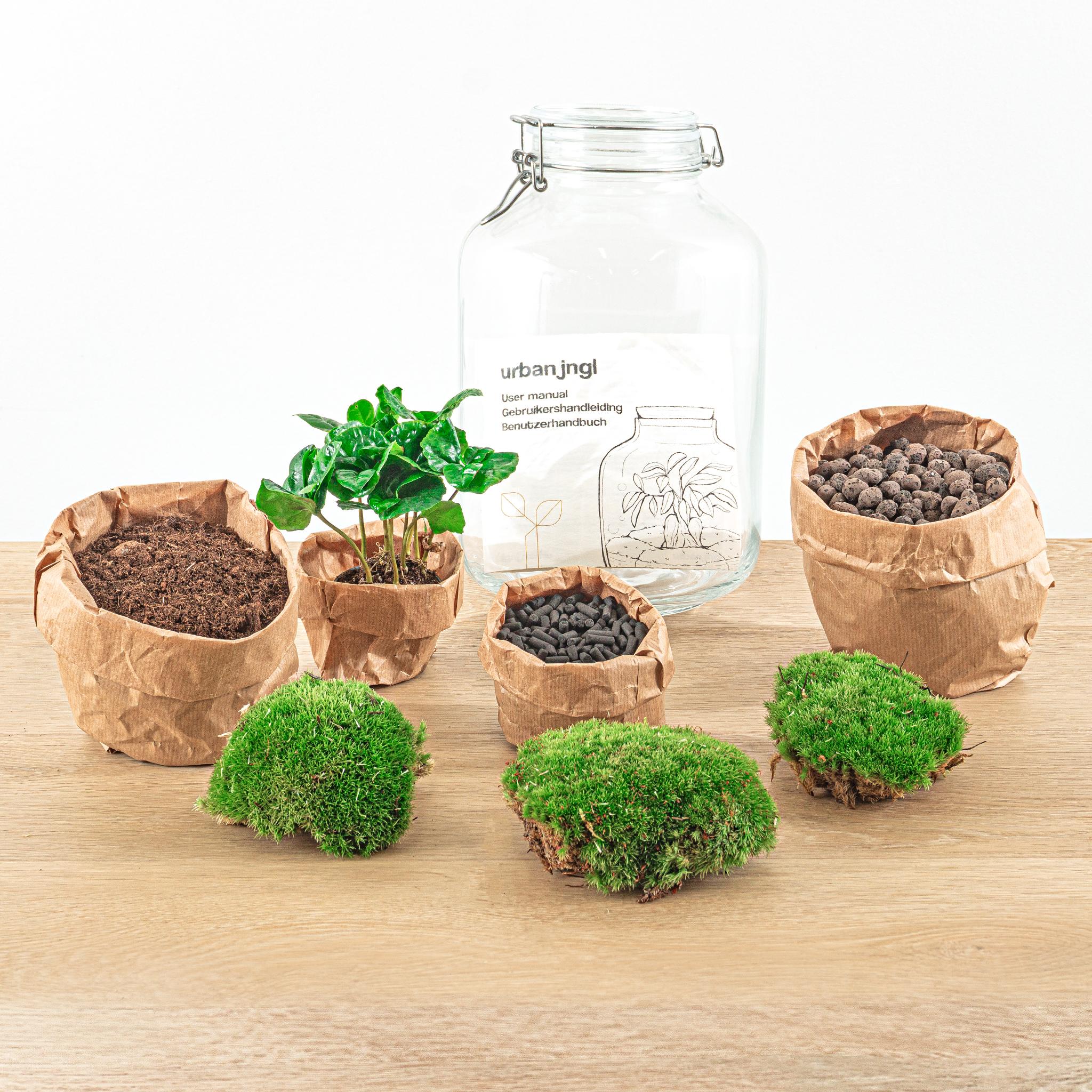 Urbanjngl DIY terrarium - Jar - Coffea Arabica - ↕ 28 cm - Normal Jar (8720872020464)