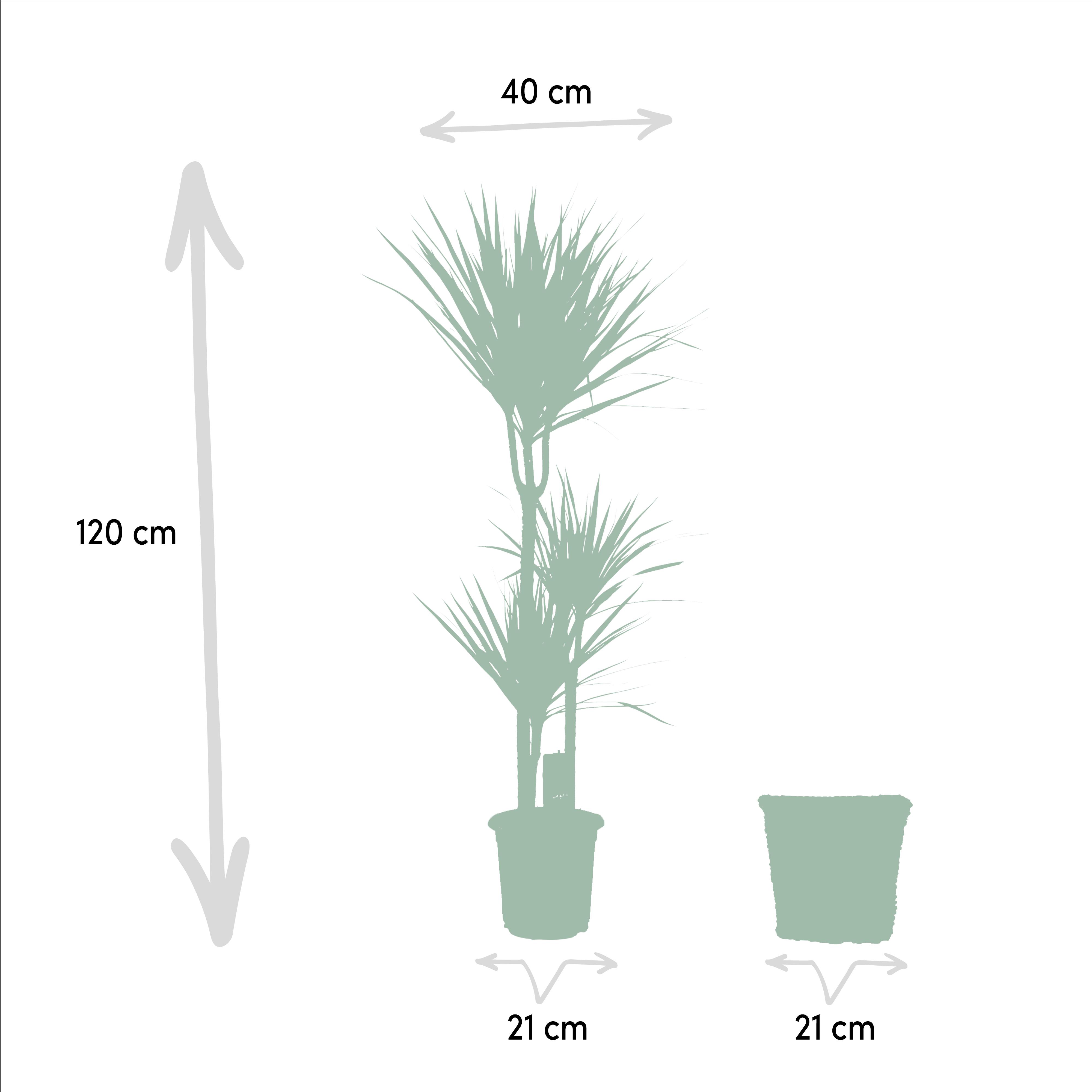 Everyplants Dracaena met mand - ↨120cm - Ø21cm (8720634280334)