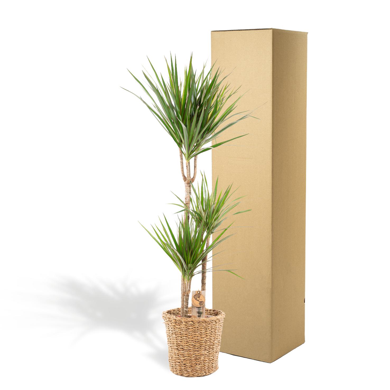 Everyplants Dracaena met mand - ↨120cm - Ø21cm (8720634280334)