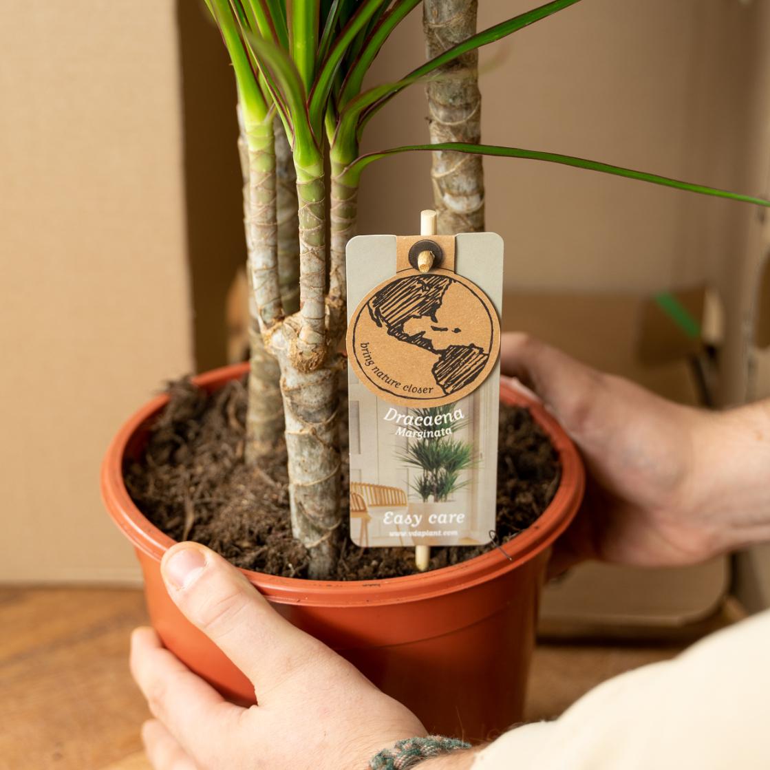Everyplants Dracaena met mand - ↨120cm - Ø21cm (8720634280334)