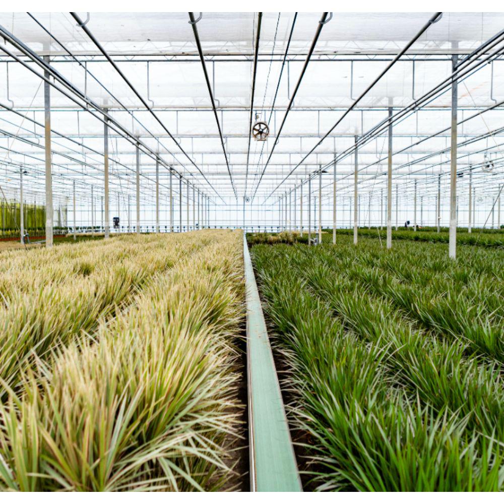 Everyplants Dracaena met mand - ↨120cm - Ø21cm (8720634280334)
