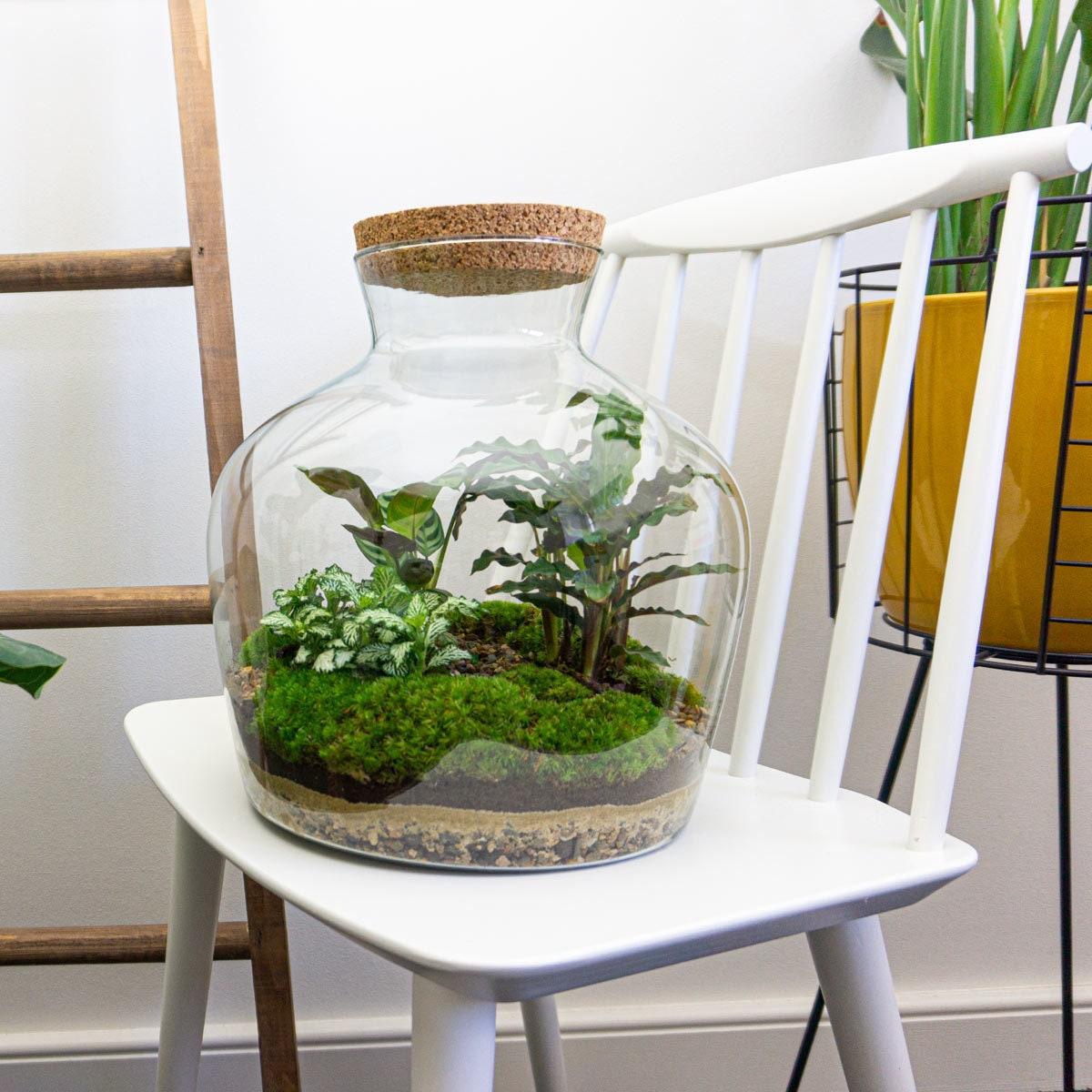 Urbanjngl DIY terrarium -  Fat Joe - ↕ 30 cm - Normal (8719326972442)