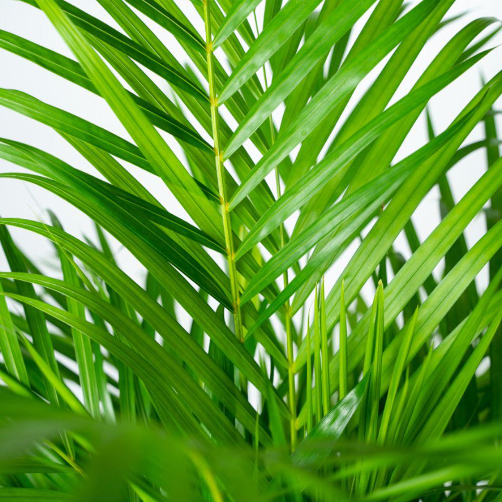 Everyplants Areca palm met pot - ↨130cm - Ø24cm (8720634280297)