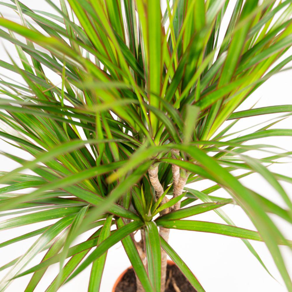Everyplants Dracaena Marginata - Ø17cm - ↕90cm (8720634280181)