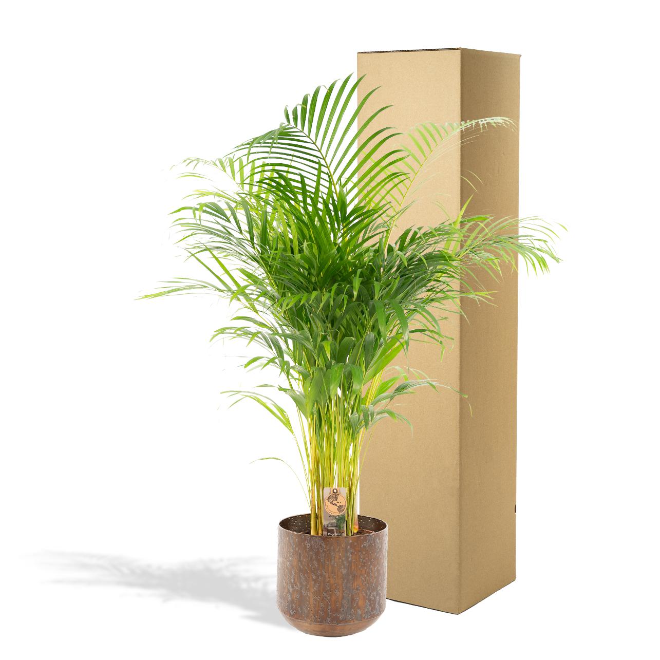 Everyplants Areca palm met pot - ↨130cm - Ø24cm (8720634280297)