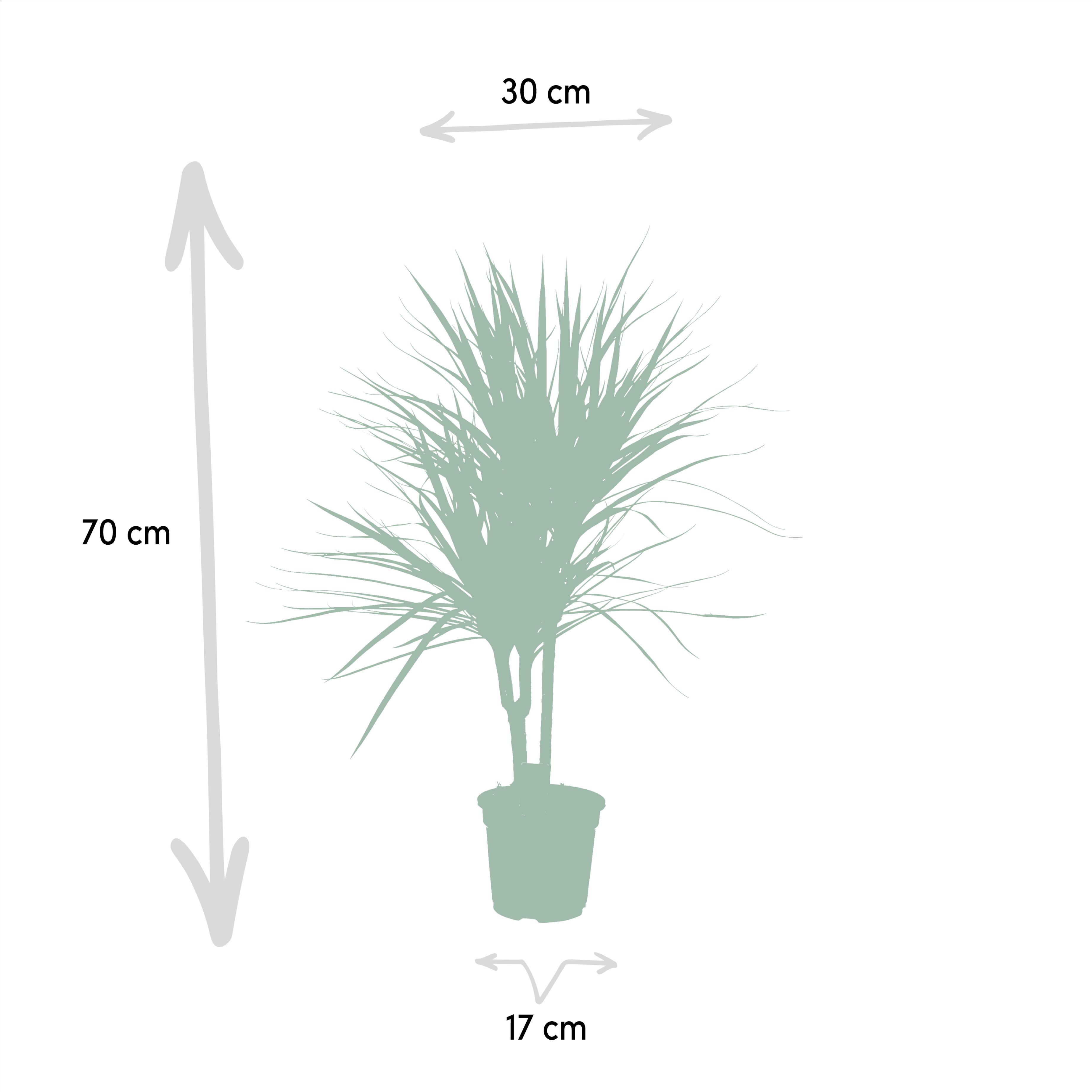 Everyplants Dracaena Marginata - Ø17cm - ↕90cm (8720634280181)