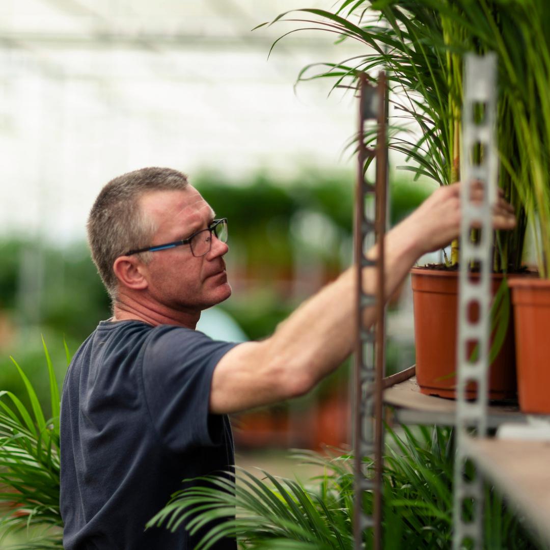 Everyplants Areca palm met pot - ↨130cm - Ø24cm (8720634280297)
