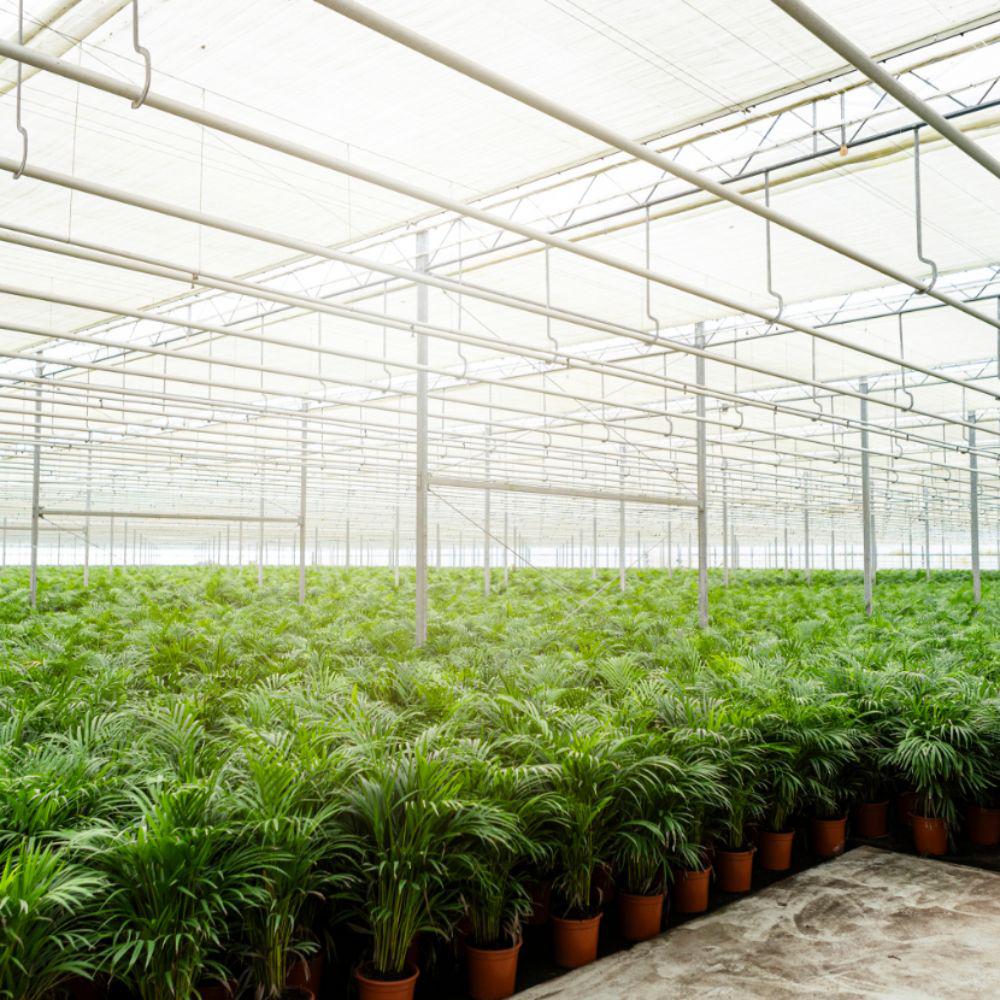 Everyplants Areca palm met pot - ↨130cm - Ø24cm (8720634280297)