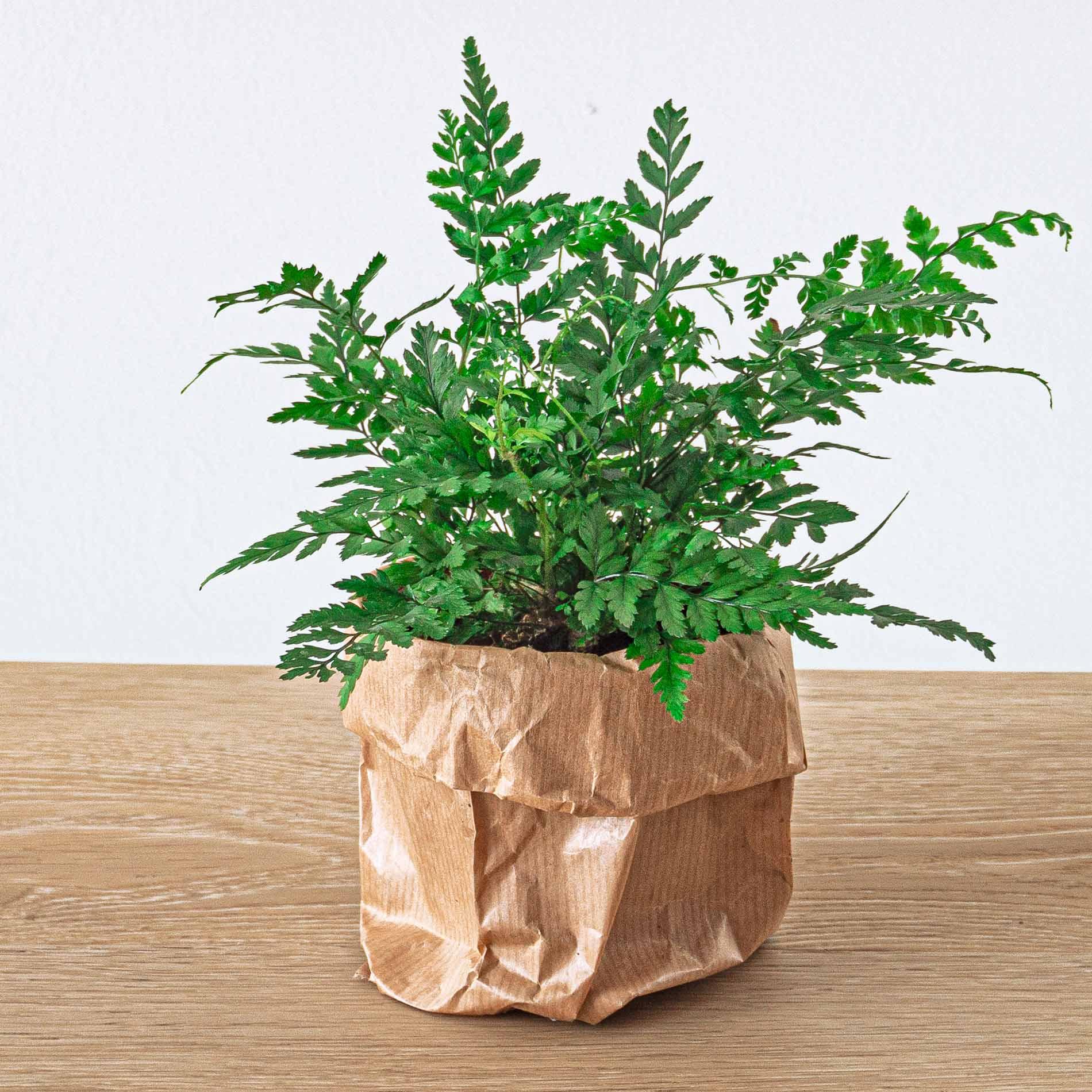 Urbanjngl Varen - Athyrium spicatum - Terrarium plant - Potmaat 6 (8720872020860)