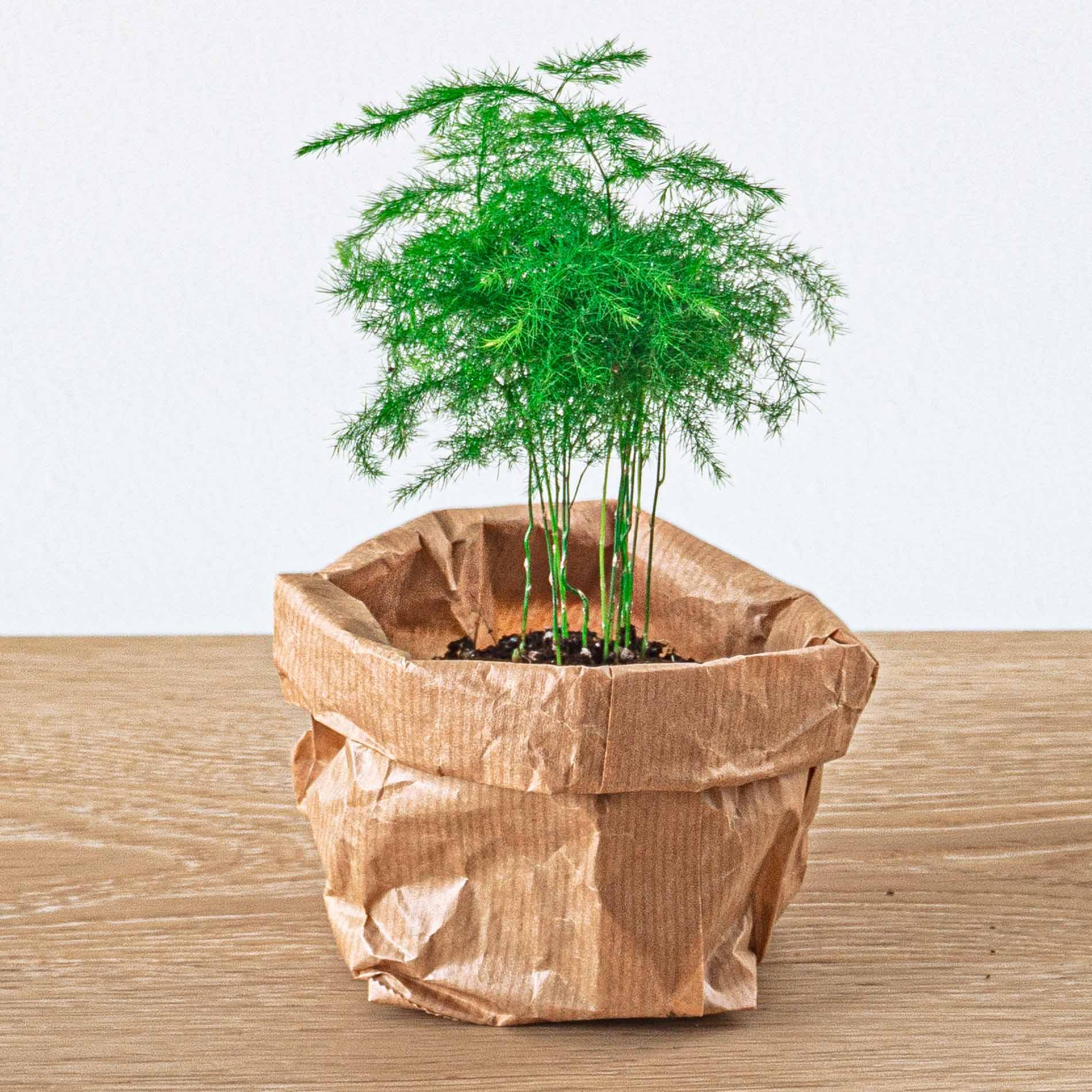 Urbanjngl Asparagus Setaceuse Plumosus – Sierasperge - Terrarium plant - Potmaat 6 (8720872020822)
