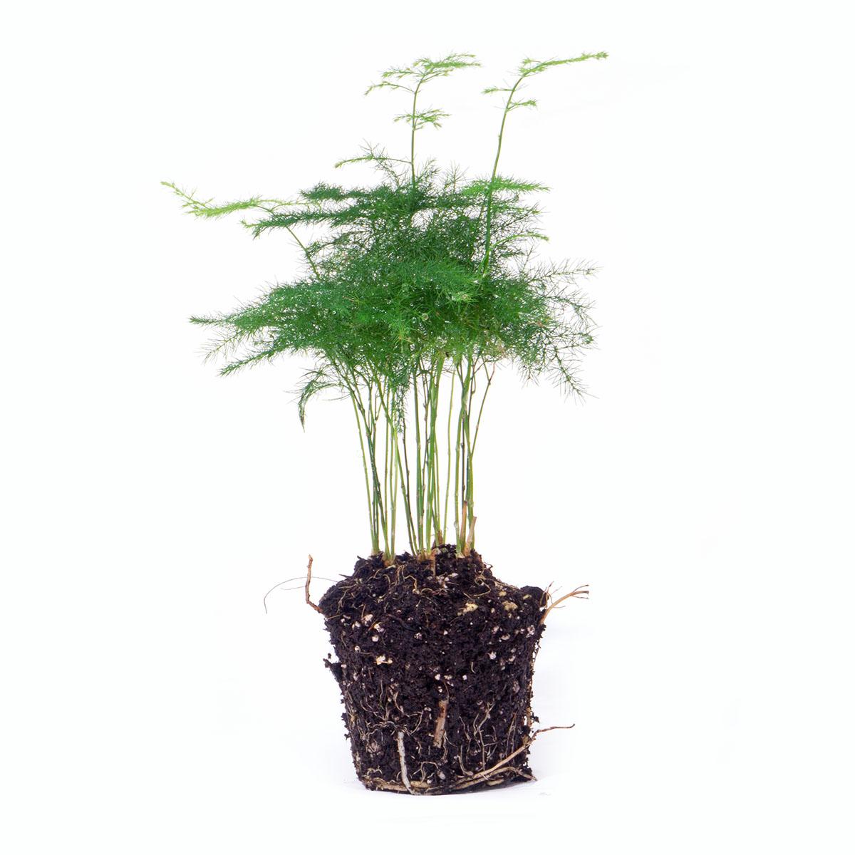 Urbanjngl Asparagus Setaceuse Plumosus – Sierasperge - Terrarium plant - Potmaat 6 (8720872020822)