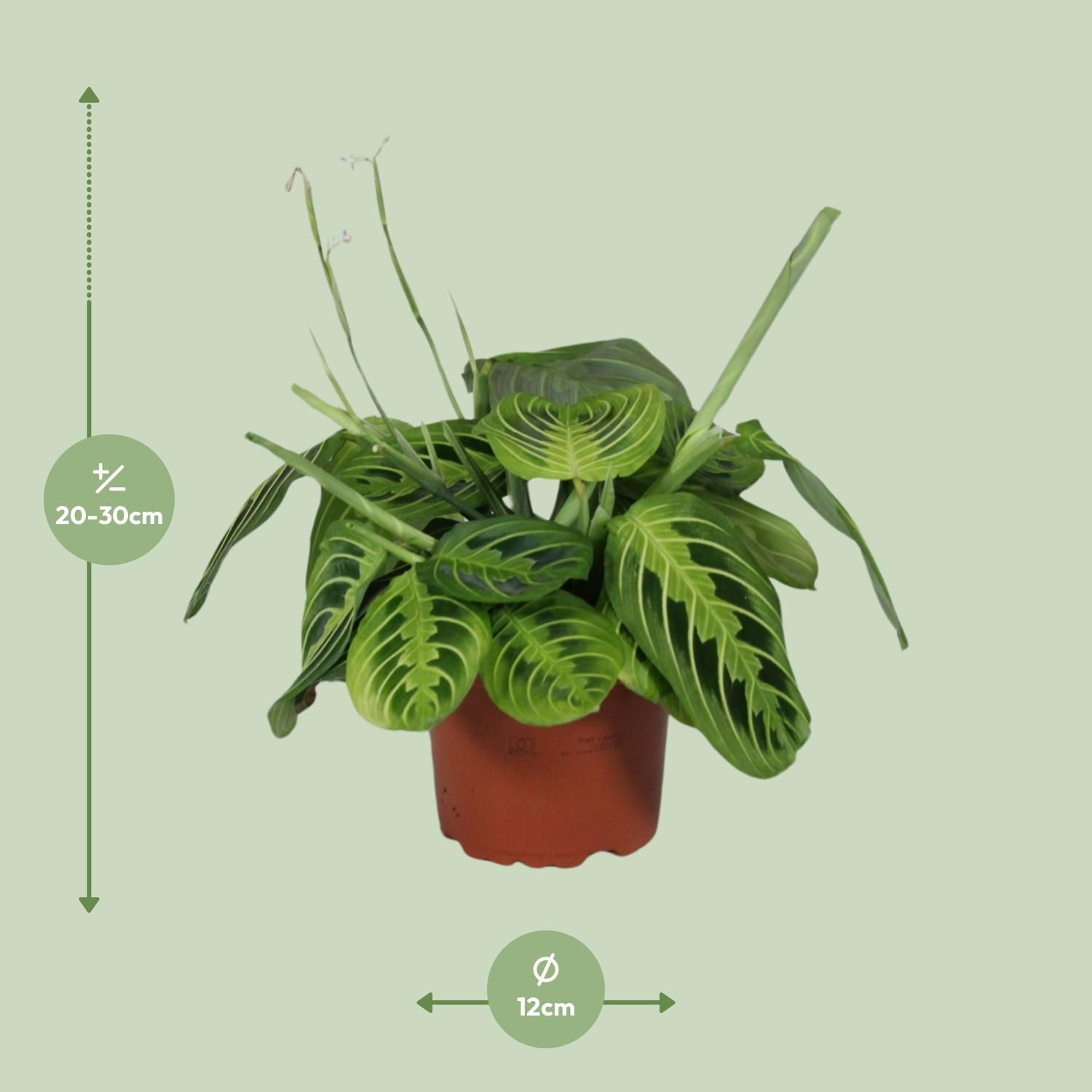 Meergroothandel Maranta Leuconeura Fascinator Lemon Lime - Ø12cm - ↕30cm (9943)