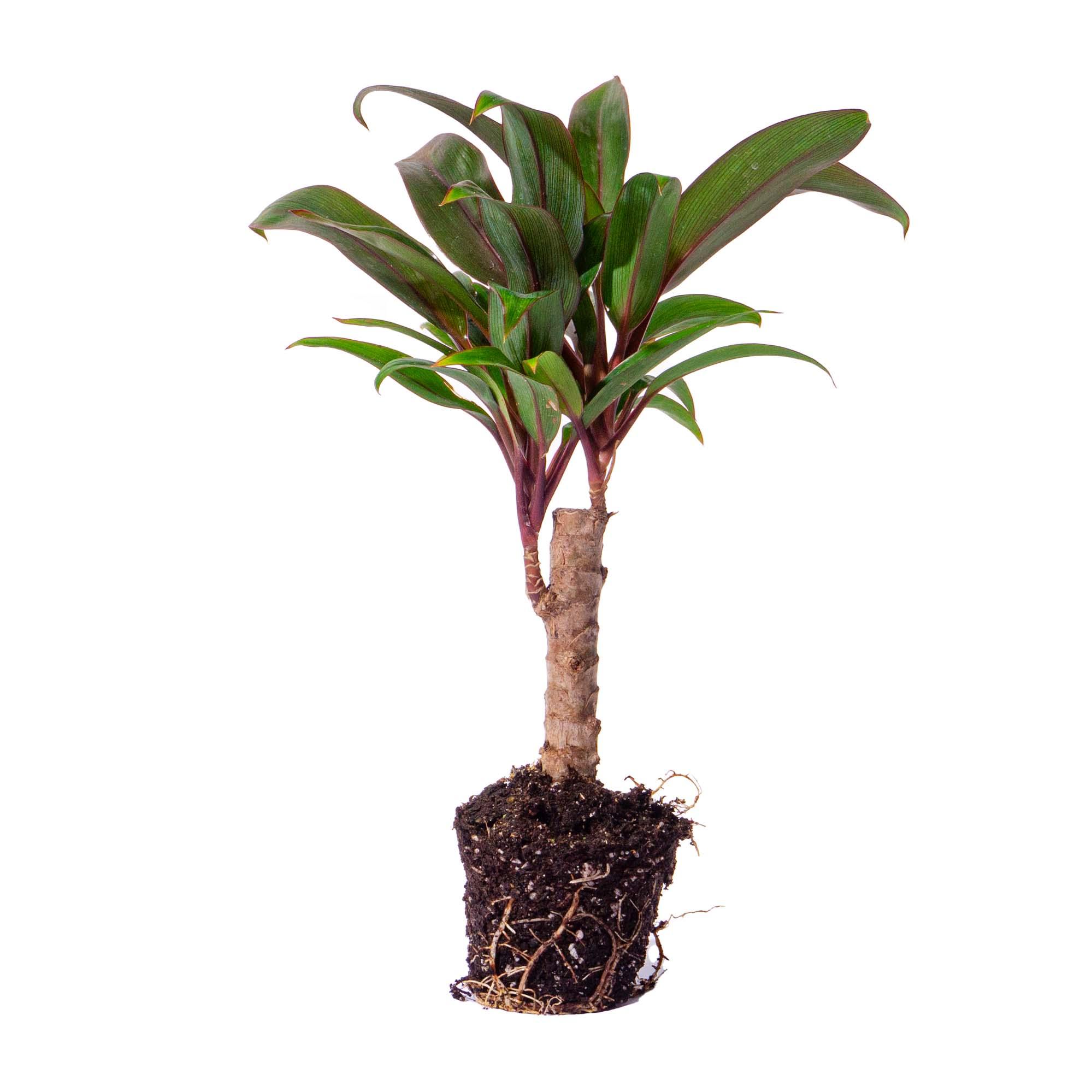 Urbanjngl Mini-palm - Cordyline fruticosa 'Purple Compacta' - Terrarium plant - Potmaat 6 (8720872020877)