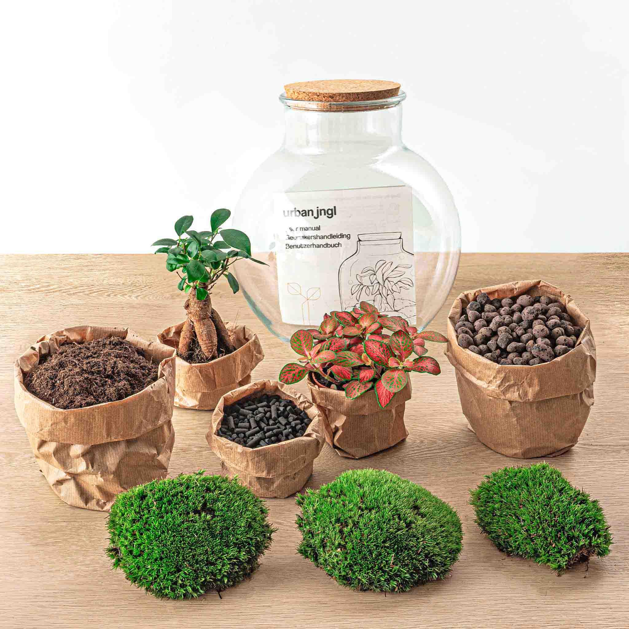 Urbanjngl DIY terrarium - Teddy bonsai - ↕ 26,5 cm - Rake + Shovel + Tweezer + Scissors (8720726958448)