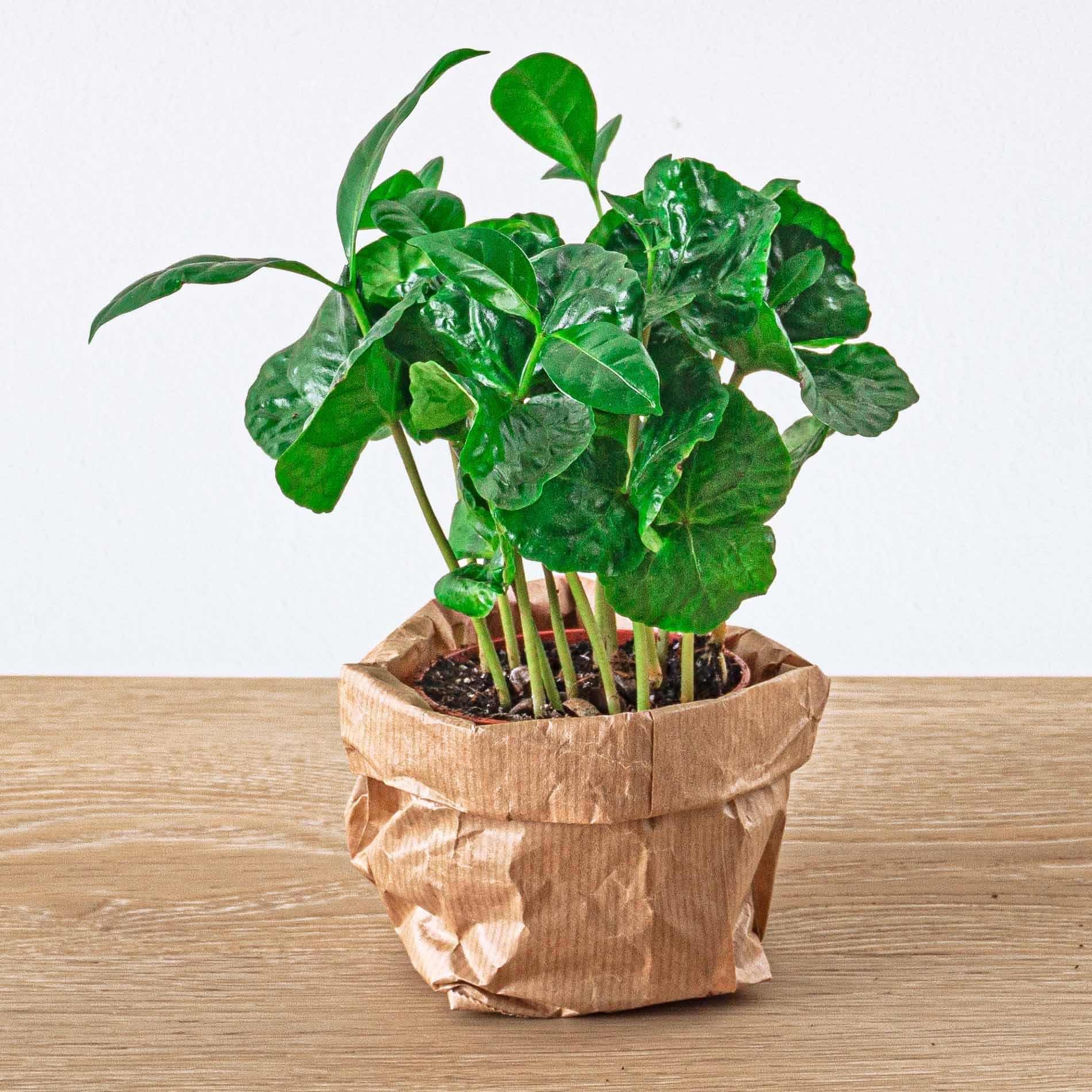Urbanjngl Coffea Arabica - Koffieplant - Terrarium plant - Potmaat 6 (8720872020853)