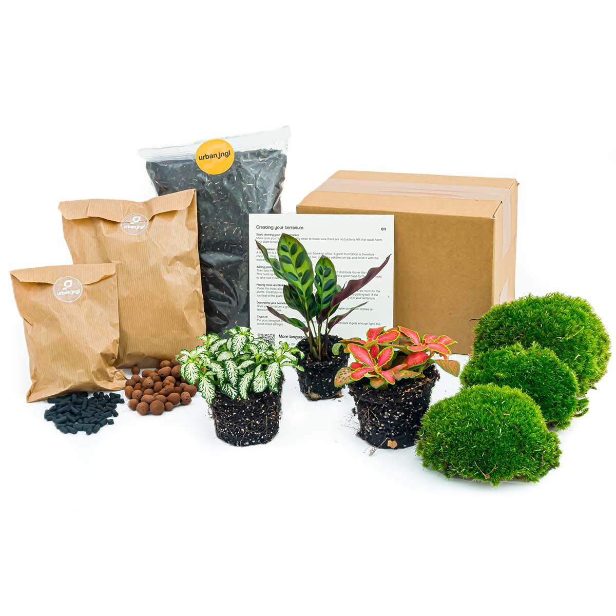 Urbanjngl Planten terrarium pakket Calathea Lancifolia - Navulling & Startpakket- DIY (14654)