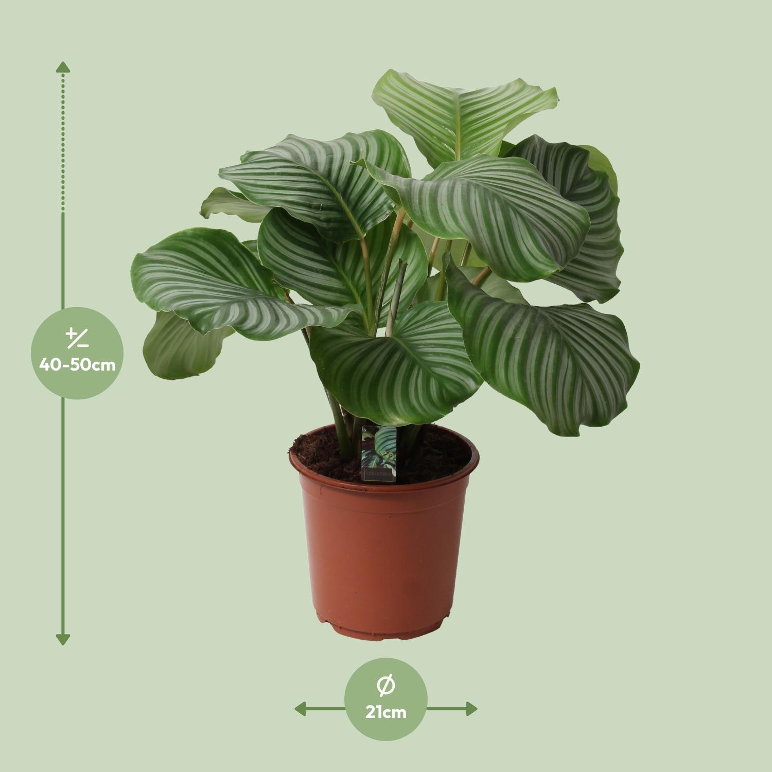 Meergroothandel Calathea Orbifolia - Ø21cm - ↕50cm (12506)