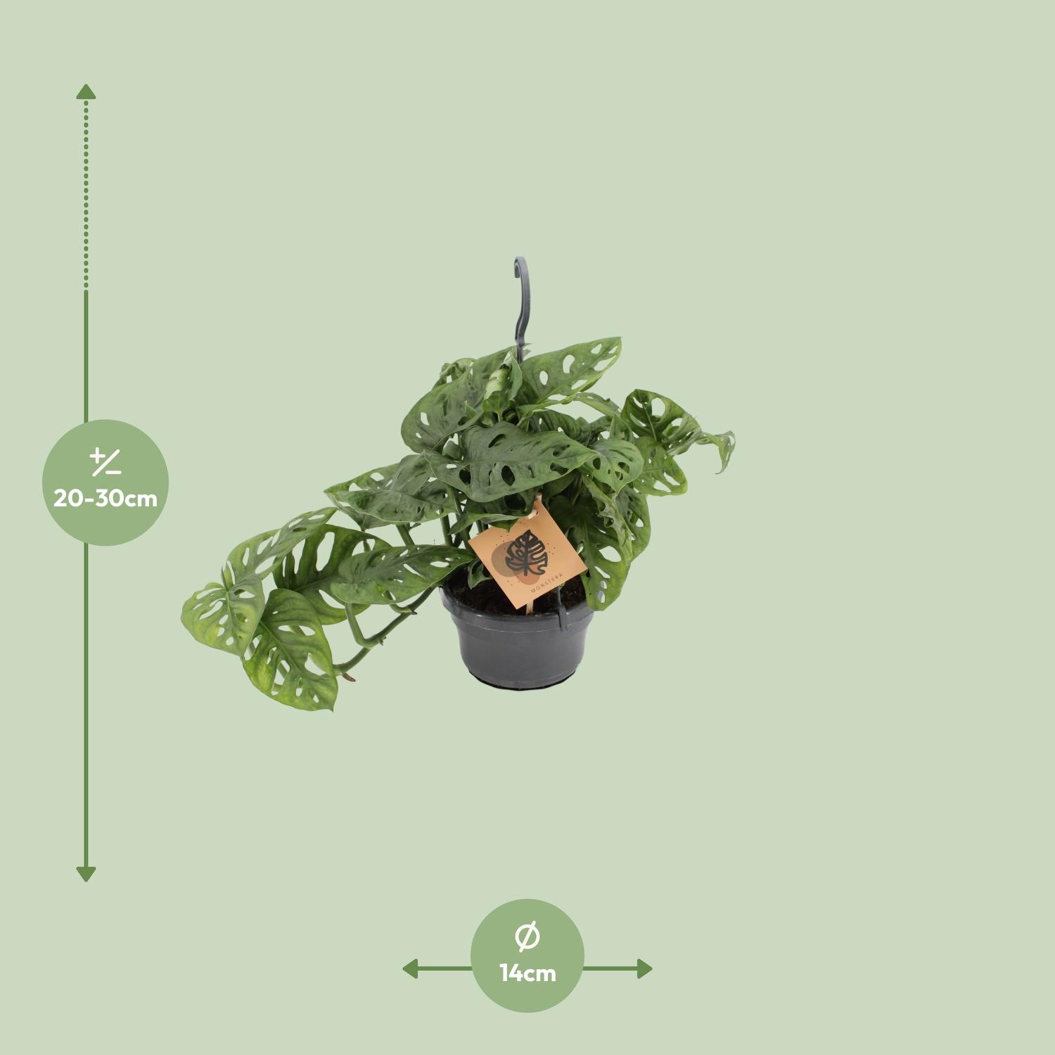 Meergroothandel Monstera Monkey - Ø14cm - ↕30cm (12572)