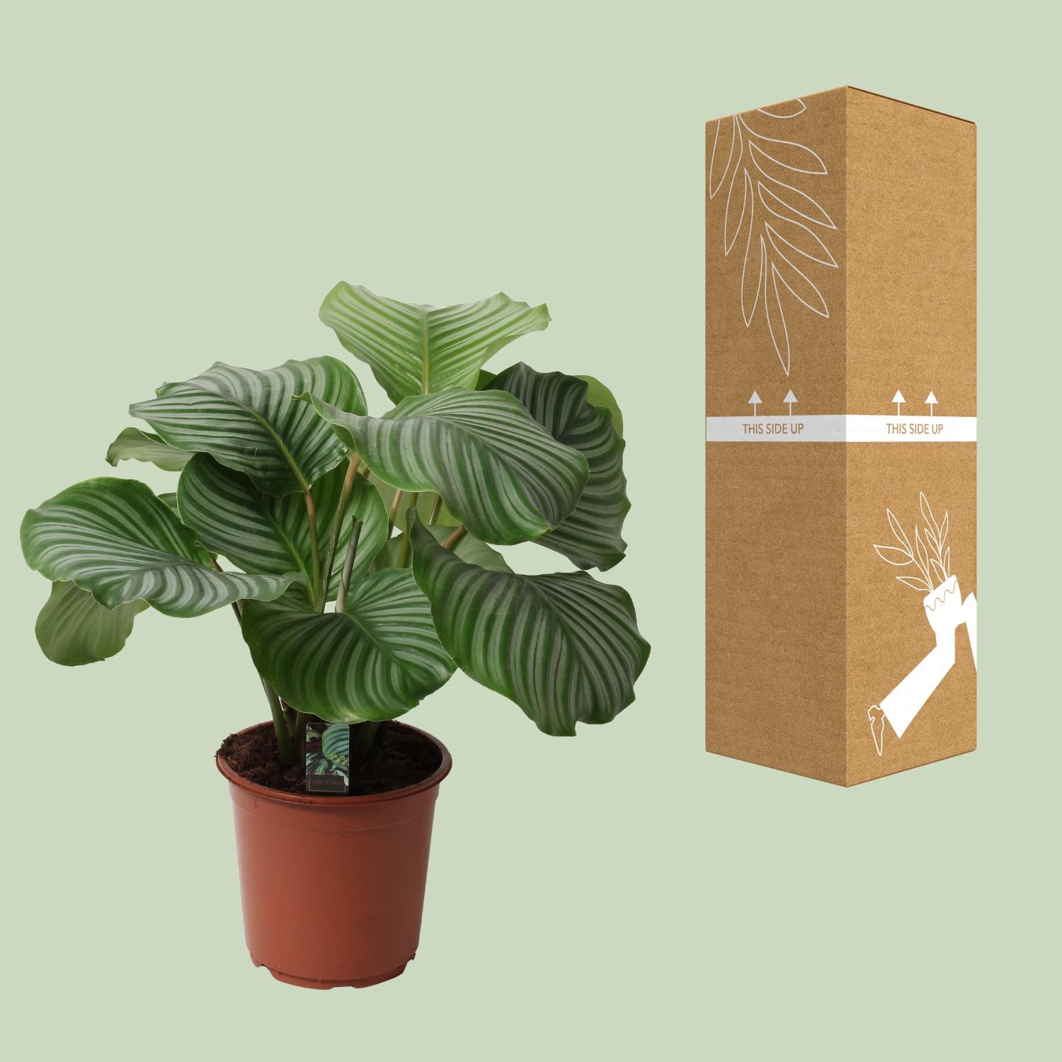 Meergroothandel Calathea Orbifolia - Ø21cm - ↕50cm (12506)