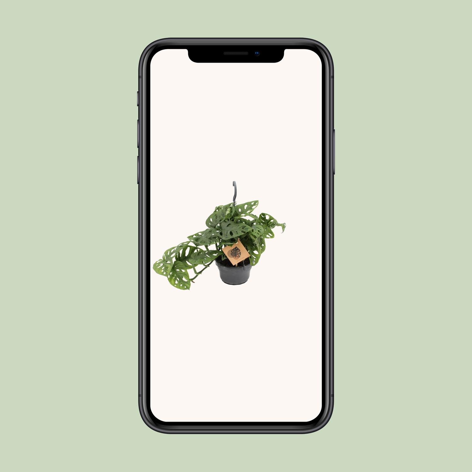 Meergroothandel Monstera Monkey - Ø14cm - ↕30cm (12572)
