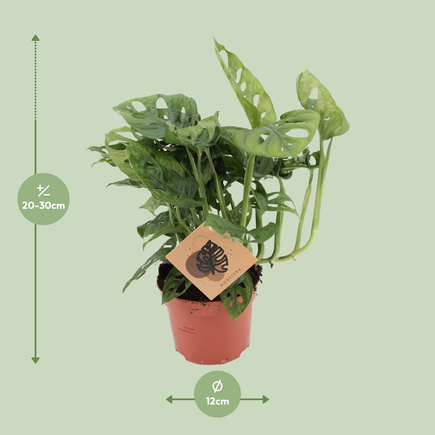 Meergroothandel Monstera Monkey - Ø12cm - ↕30cm (18919)