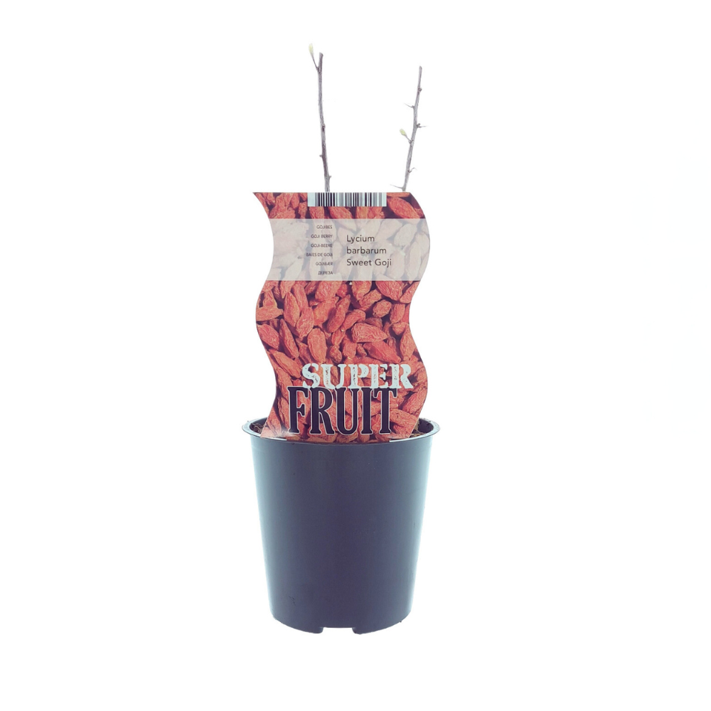 Meergroothandel Lycium Sweet Goji (Gojibes) - Ø12cm - ↕30cm (27290)