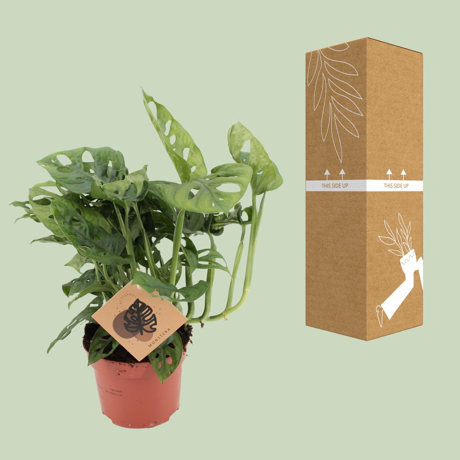 Meergroothandel Monstera Monkey - Ø12cm - ↕30cm (18919)