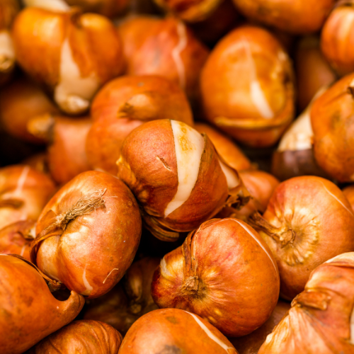 Kh bloembollen Tulpenbollen mix bundel 15 zakjes (25778)