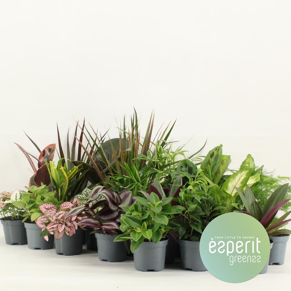 Meergroothandel Groenmix Greenss - 24 stuks - Ø8,5cm - ↕10cm (32627)