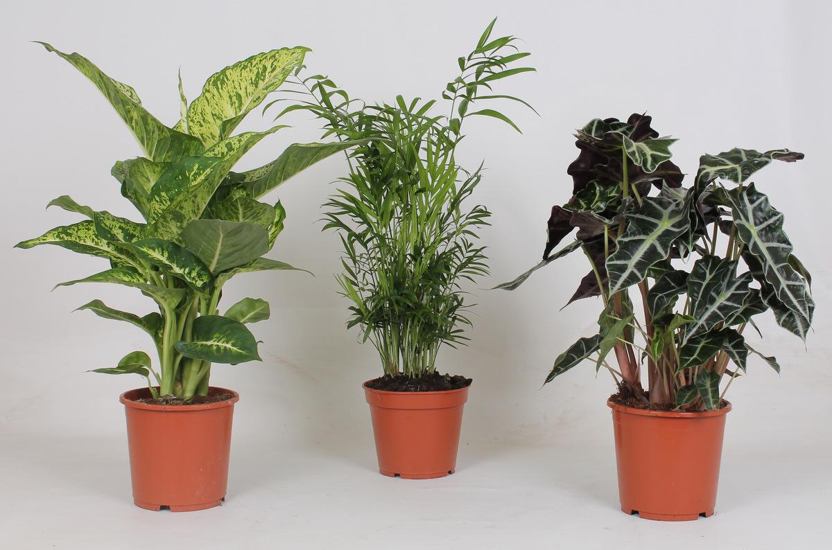 Meergroothandel Binnenplanten Mix - 3 stuks - Ø17cm - ↕45-55cm (32630)