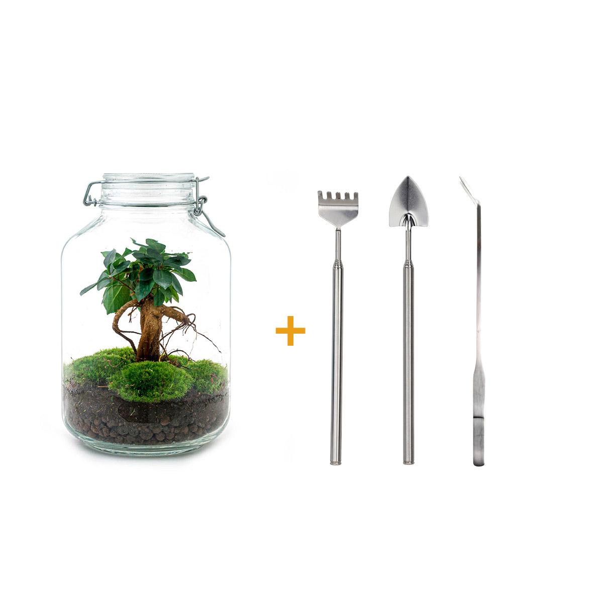 Urbanjngl DIY terrarium - Jar - Ficus Ginseng bonsai - ↕ 28 cm - Rake + Shovel + Tweezer (8720872020204)