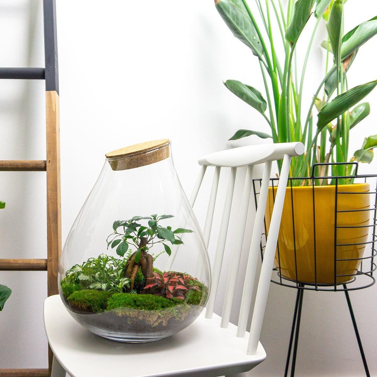 Urbanjngl DIY terrarium - Drop XL Bonsai -↕ 37 cm - Normal (8719327448632)