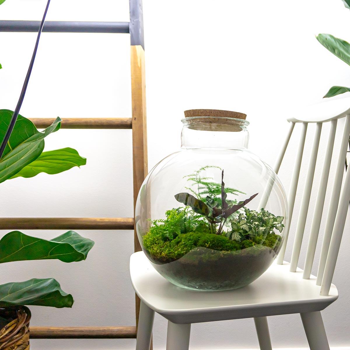 Urbanjngl DIY terrarium - Bolder Bob - ↕ 30 cm - Normal (8719327448625)