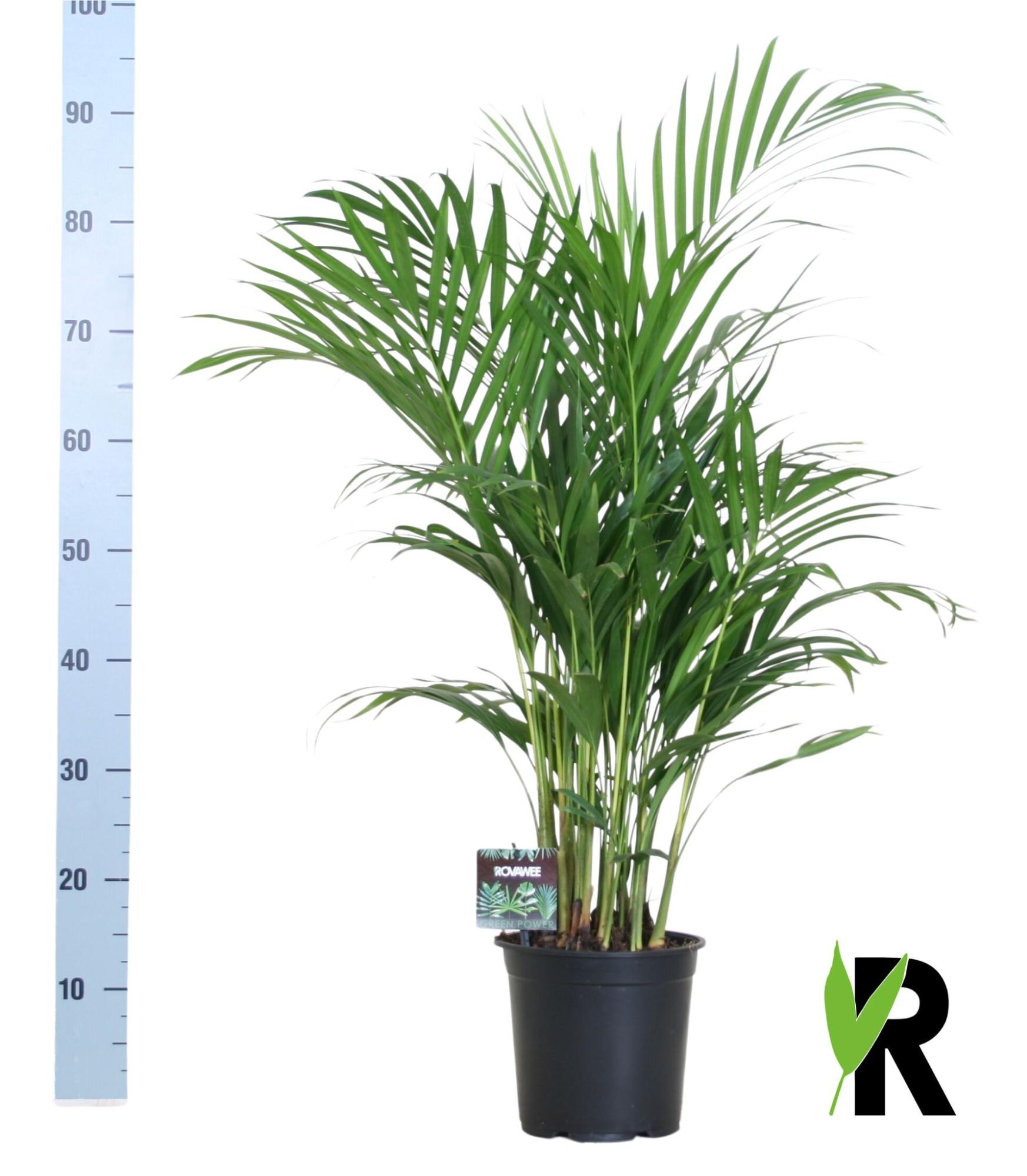 Meergroothandel Dypsis Lutescens 120 - Ø19cm - ↕100cm (32392)