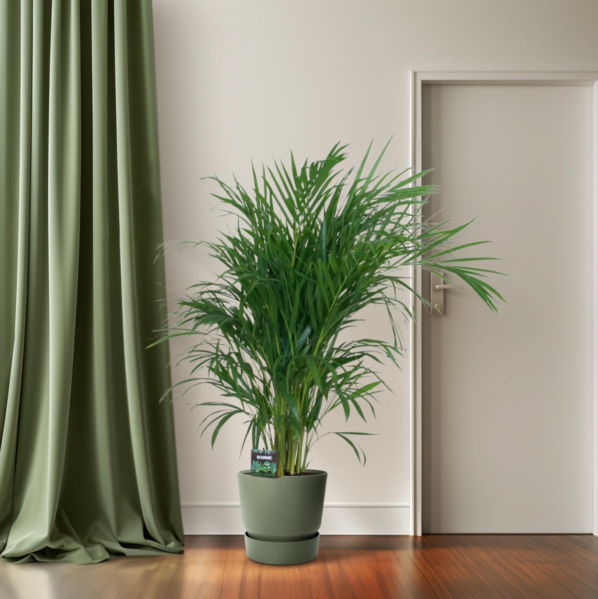 Meergroothandel Dypsis Lutescens 120 - Ø19cm - ↕100cm (32392)