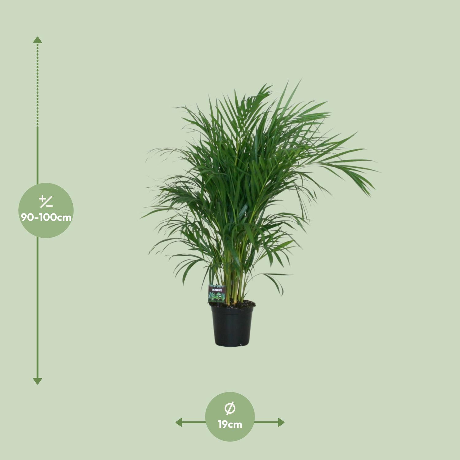 Meergroothandel Dypsis Lutescens 120 - Ø19cm - ↕100cm (32392)