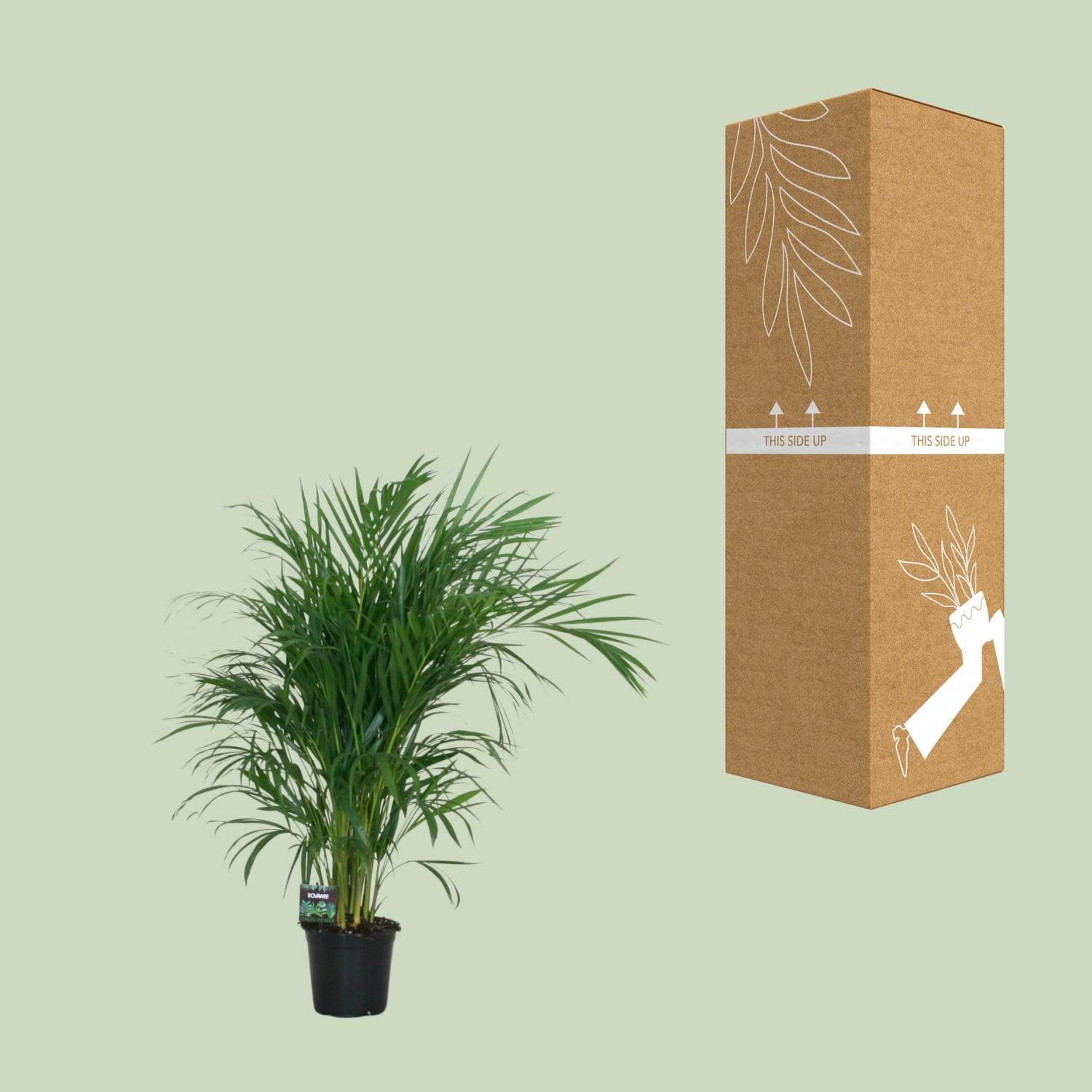 Meergroothandel Dypsis Lutescens 120 - Ø19cm - ↕100cm (32392)