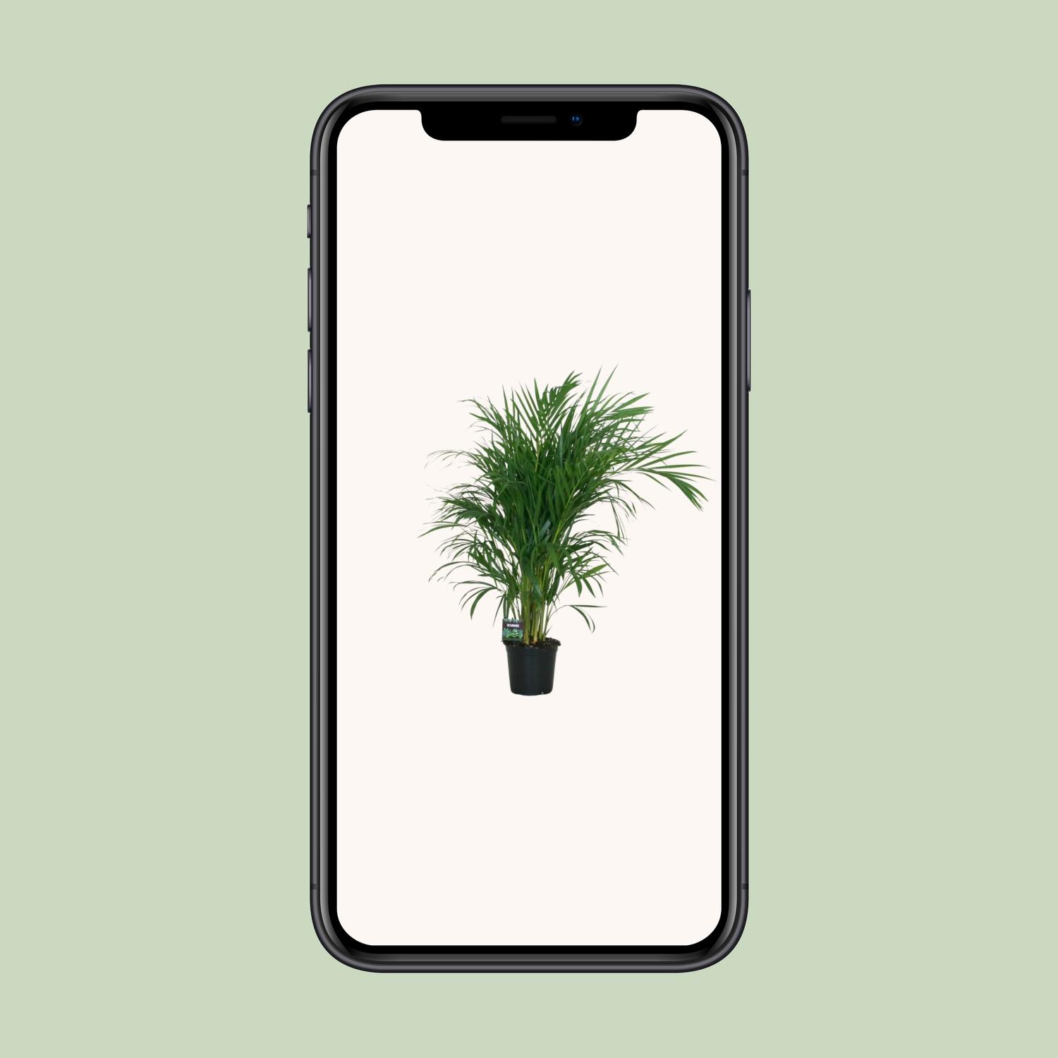 Meergroothandel Dypsis Lutescens 120 - Ø19cm - ↕100cm (32392)