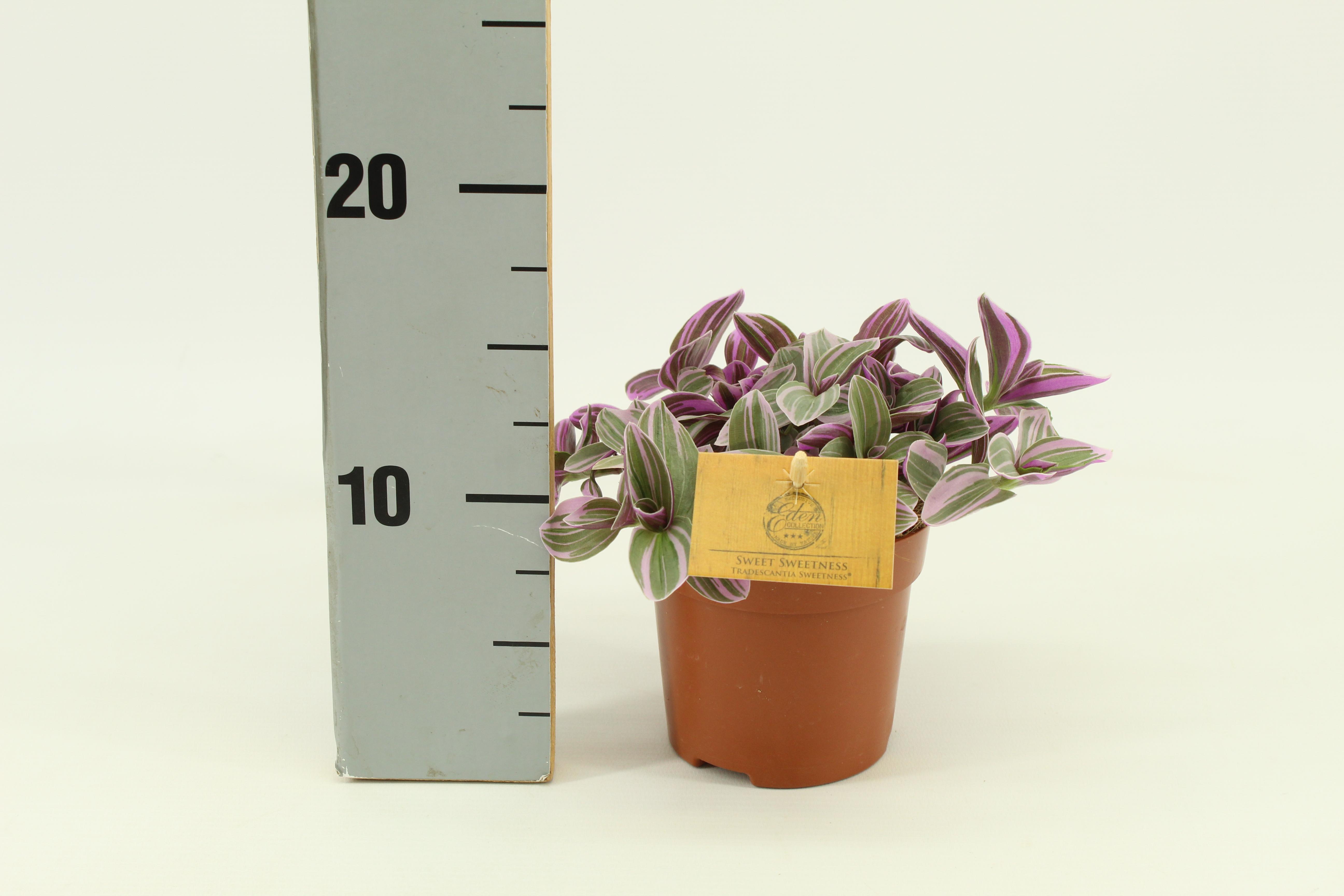 Meergroothandel Tradescantia Sweetness 10,5cm - Ø10,5cm - ↕10cm (32083)