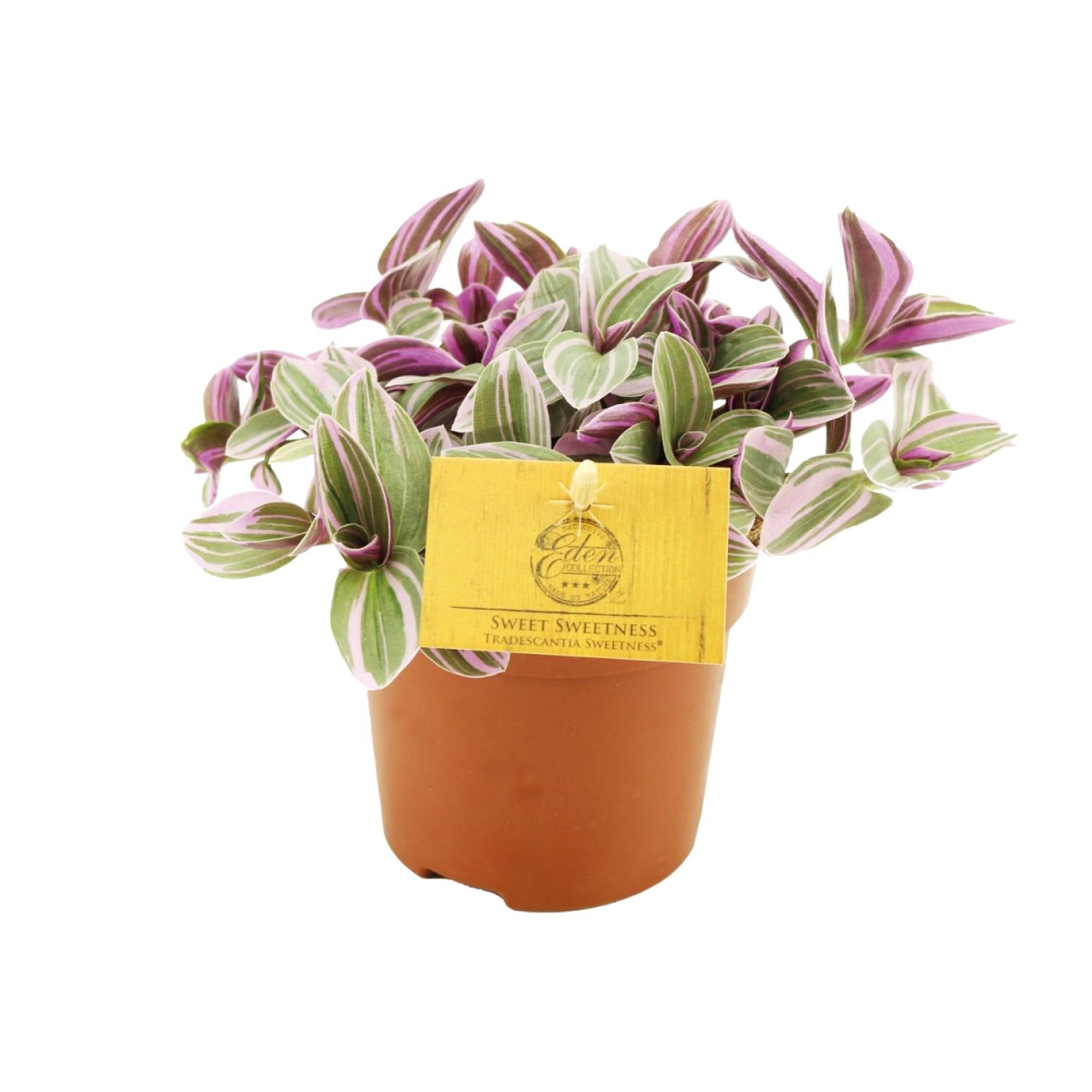 Meergroothandel Tradescantia Sweetness 10,5cm - Ø10,5cm - ↕10cm (32083)