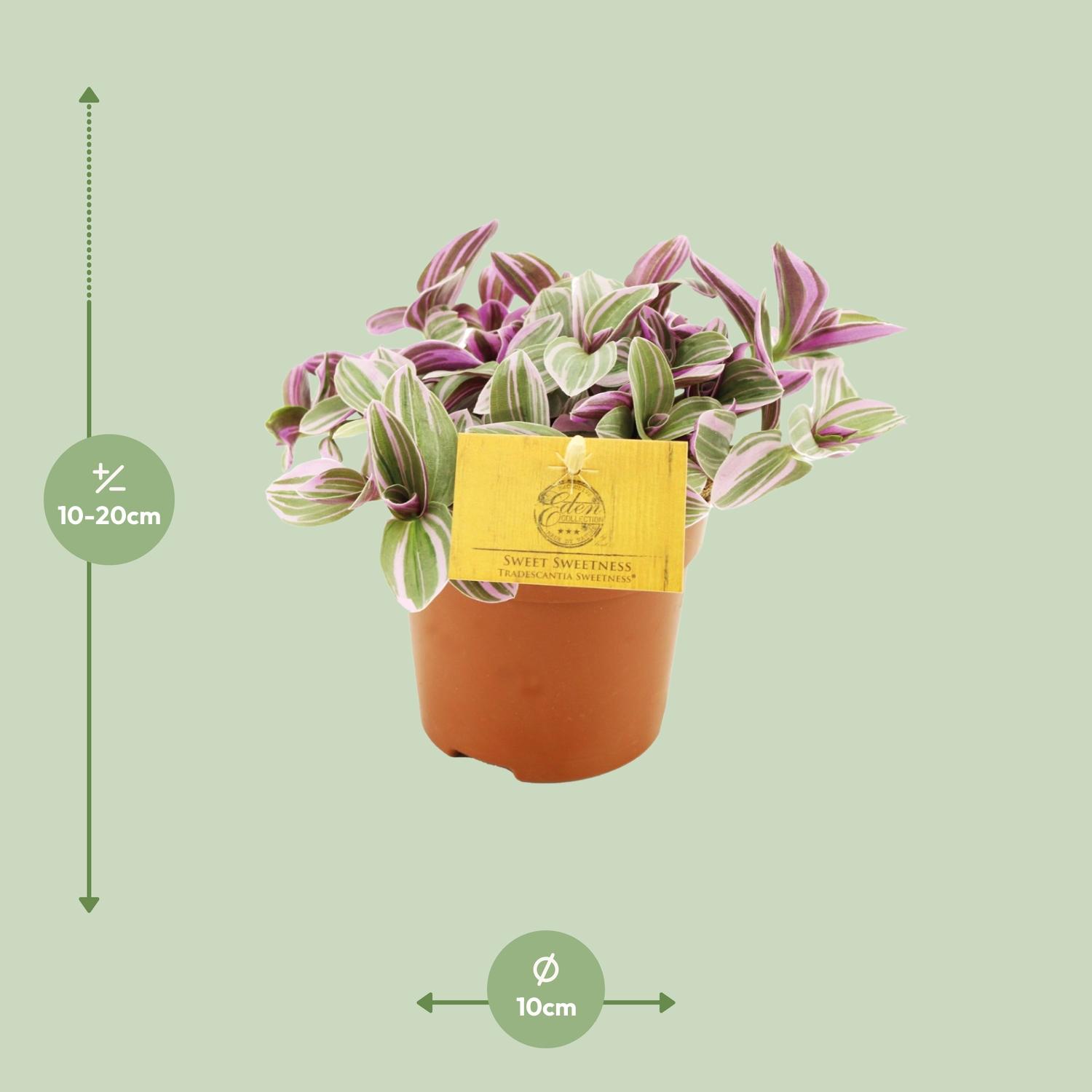 Meergroothandel Tradescantia Sweetness 10,5cm - Ø10,5cm - ↕10cm (32083)