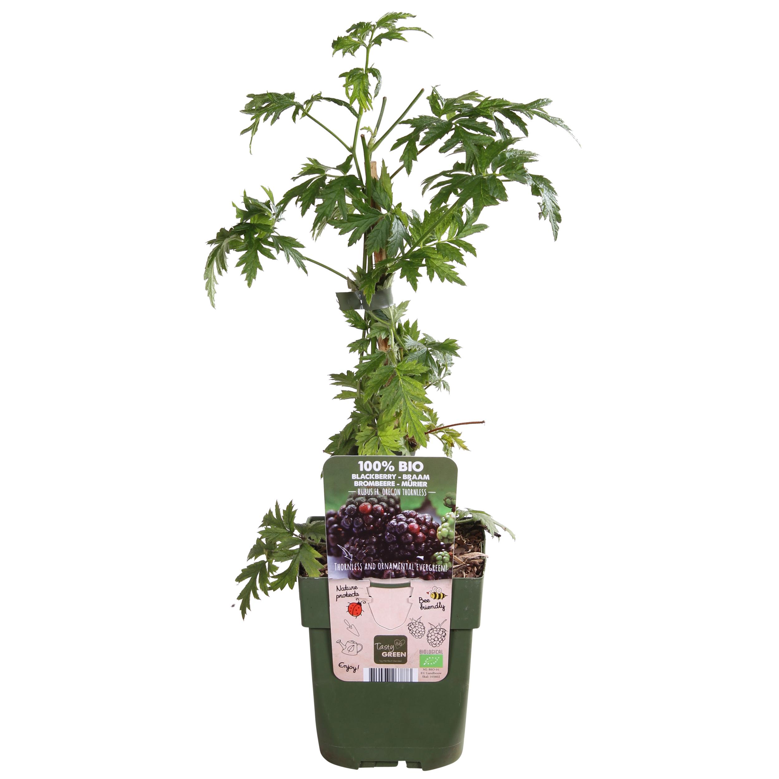 Hoogeveen Rubus fruticosus 'Thornless Evergreen' - Doornloze Braam - Ø13cm - ↕45cm (8719497267873)