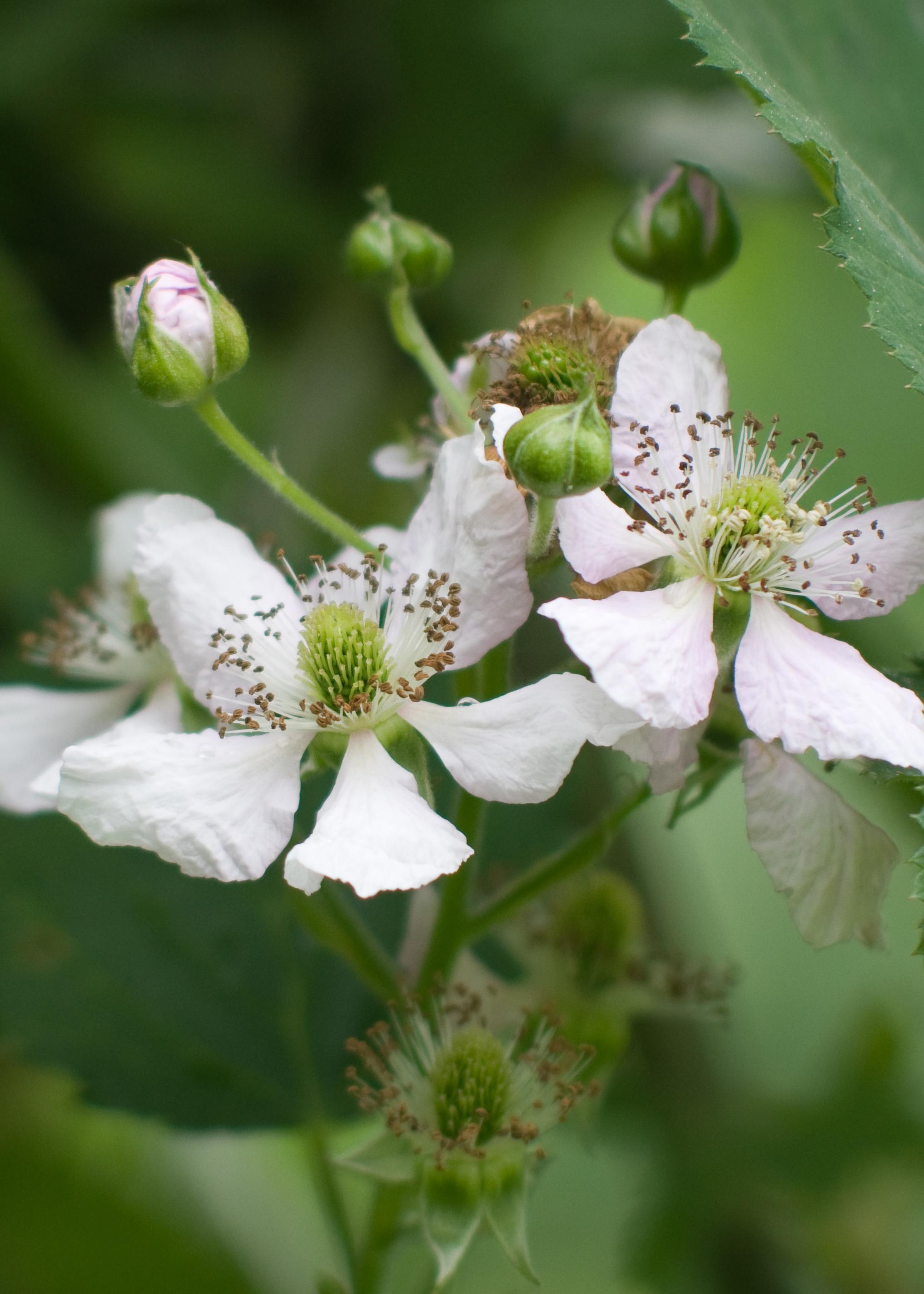Hoogeveen Rubus fruticosus 'Thornless Evergreen' - Doornloze Braam - Ø13cm - ↕45cm (8719497267873)