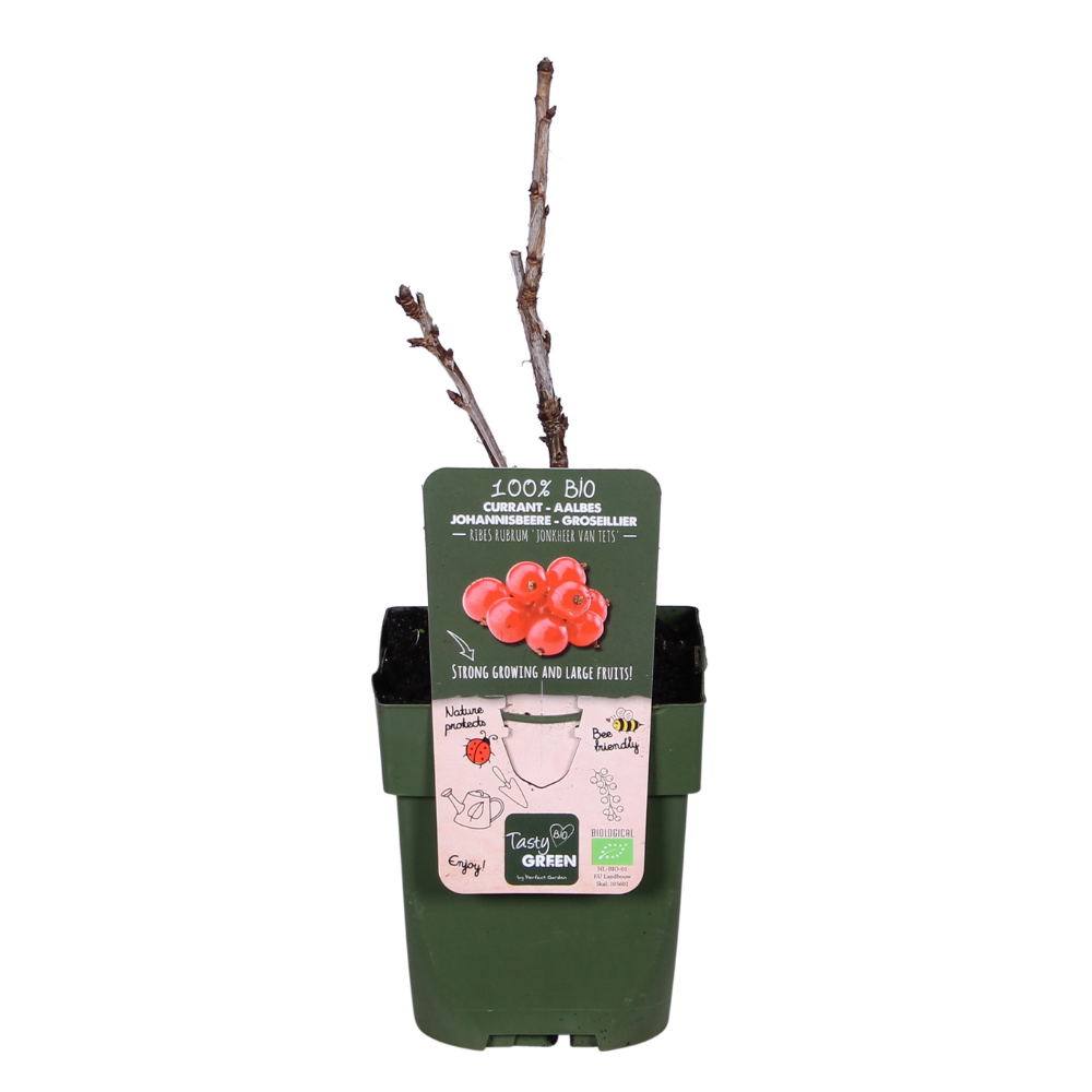 Hoogeveen Ribes rubrum 'Jonkheer van Tets' - Aalbes - Ø13cm - ↕45cm (8719497267736)