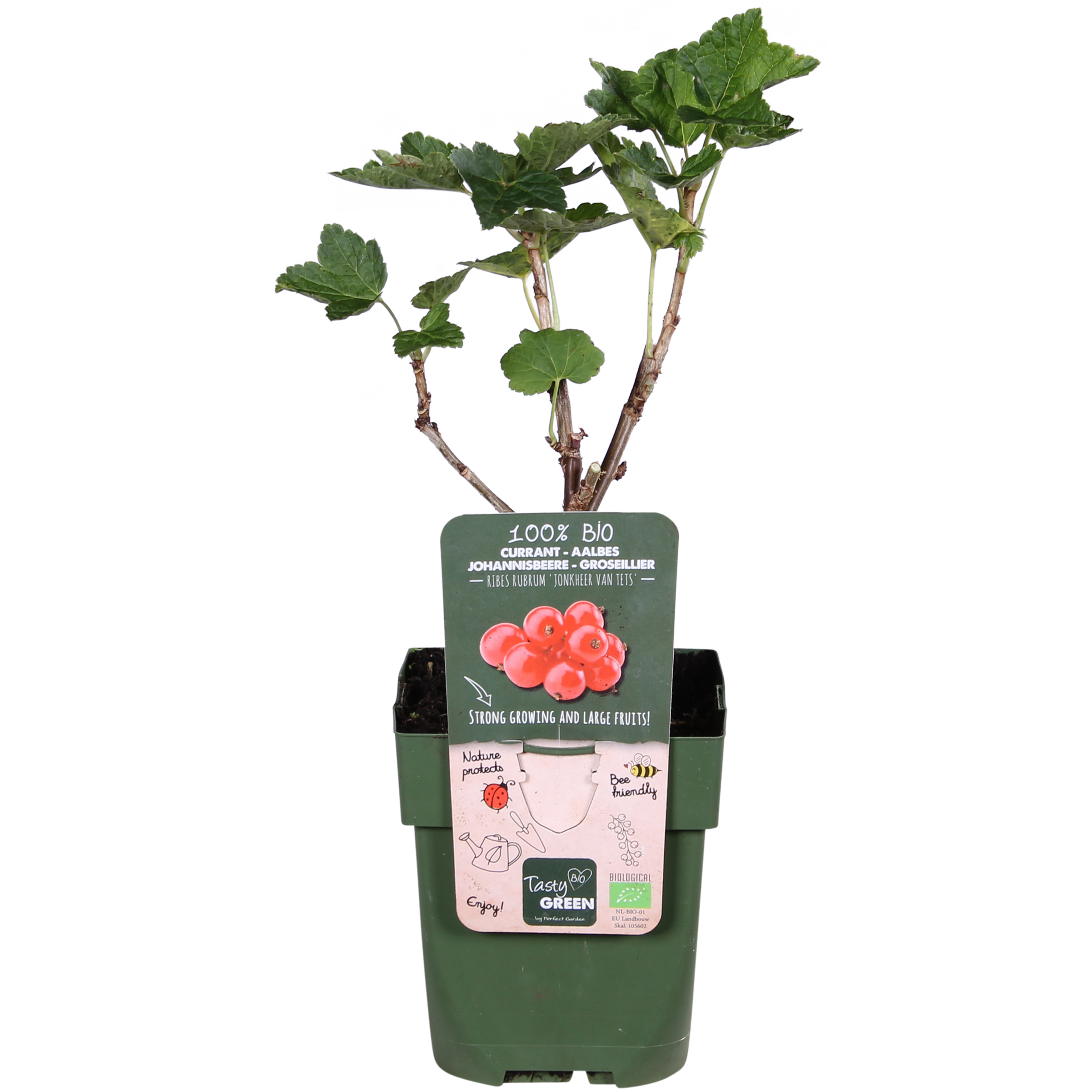Hoogeveen Ribes rubrum 'Jonkheer van Tets' - Aalbes - Ø13cm - ↕45cm (8719497267736)