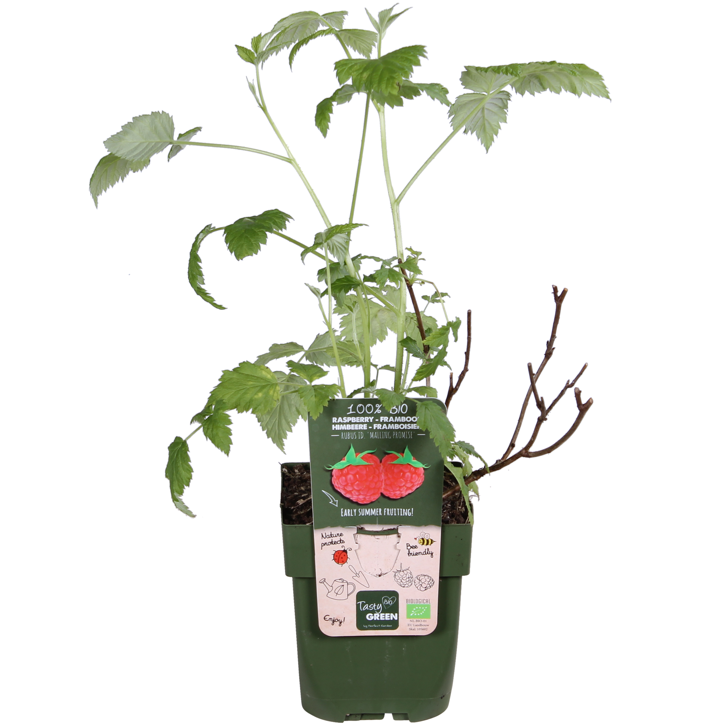 Hoogeveen Rubus idaeus 'Malling Promise' - Framboos - Ø13cm - ↕45cm (8719497267729)