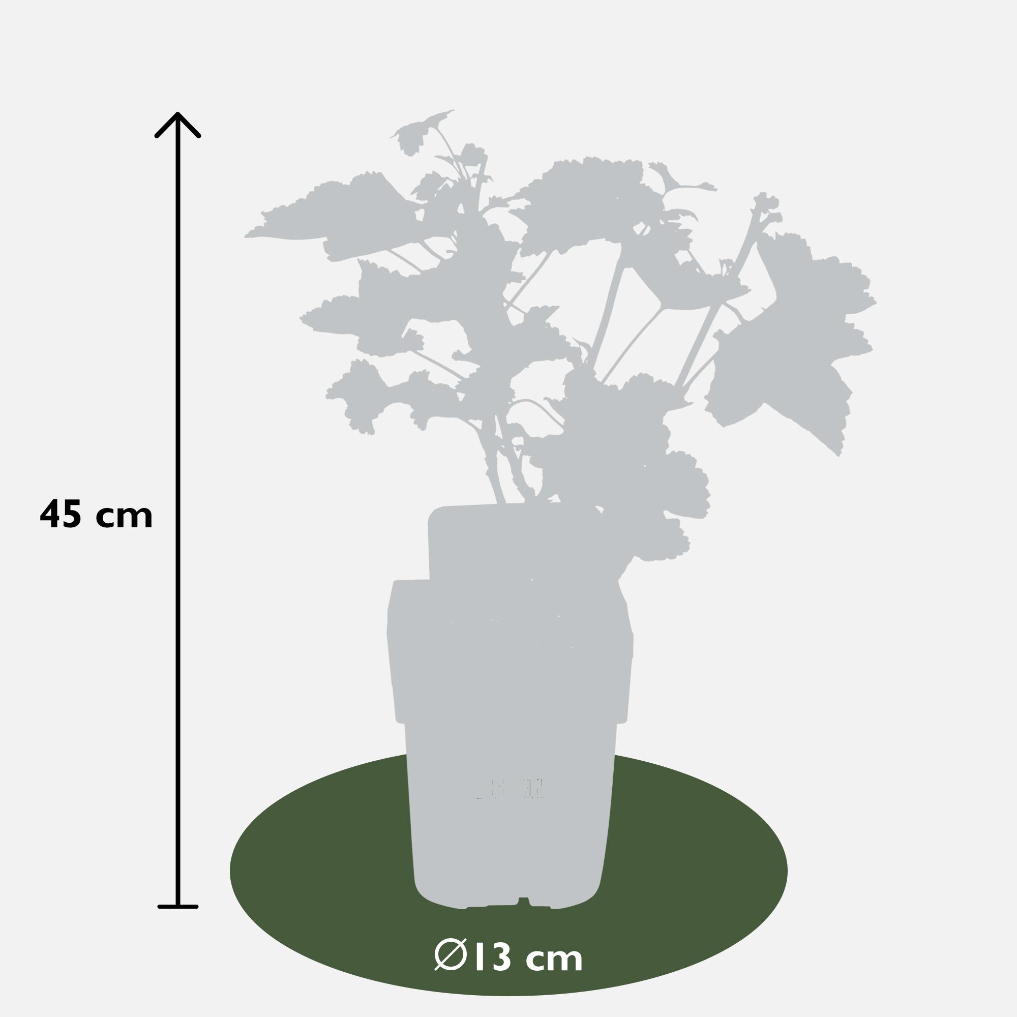 Hoogeveen Ribes rubrum 'Jonkheer van Tets' - Aalbes - Ø13cm - ↕45cm (8719497267736)