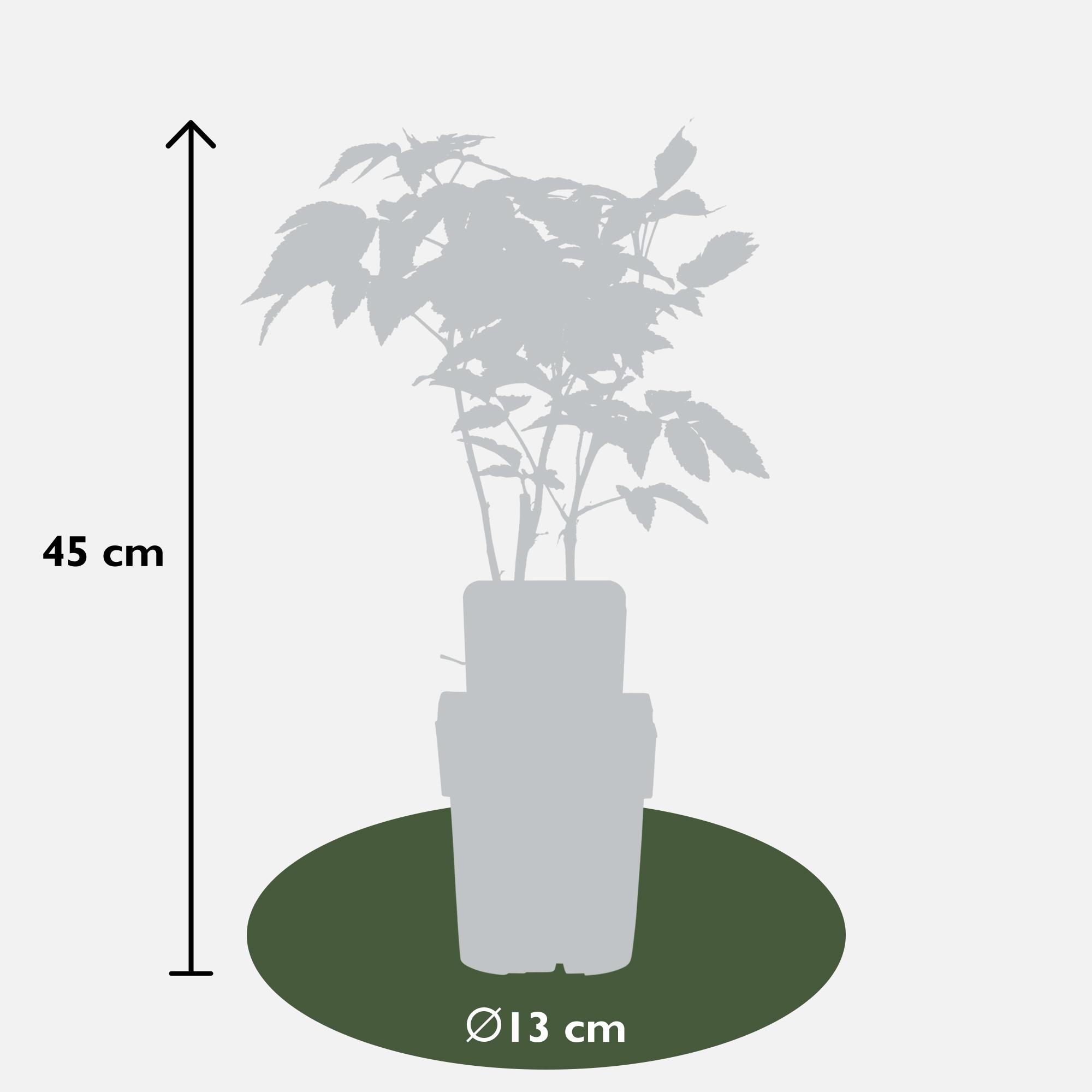 Hoogeveen Rubus idaeus 'Malling Promise' - Framboos - Ø13cm - ↕45cm (8719497267729)