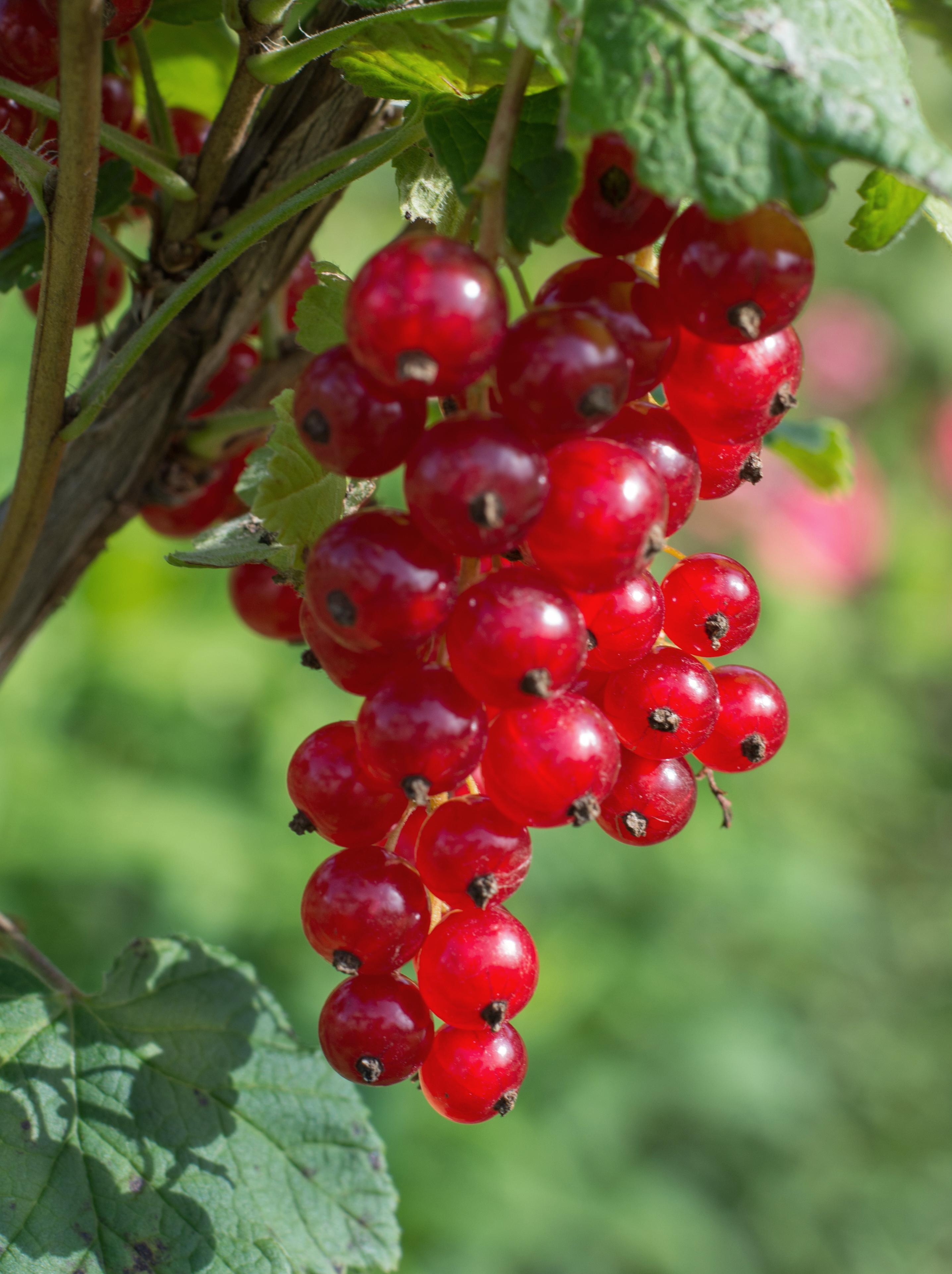 Hoogeveen Ribes rubrum 'Jonkheer van Tets' - Aalbes - Ø13cm - ↕45cm (8719497267736)